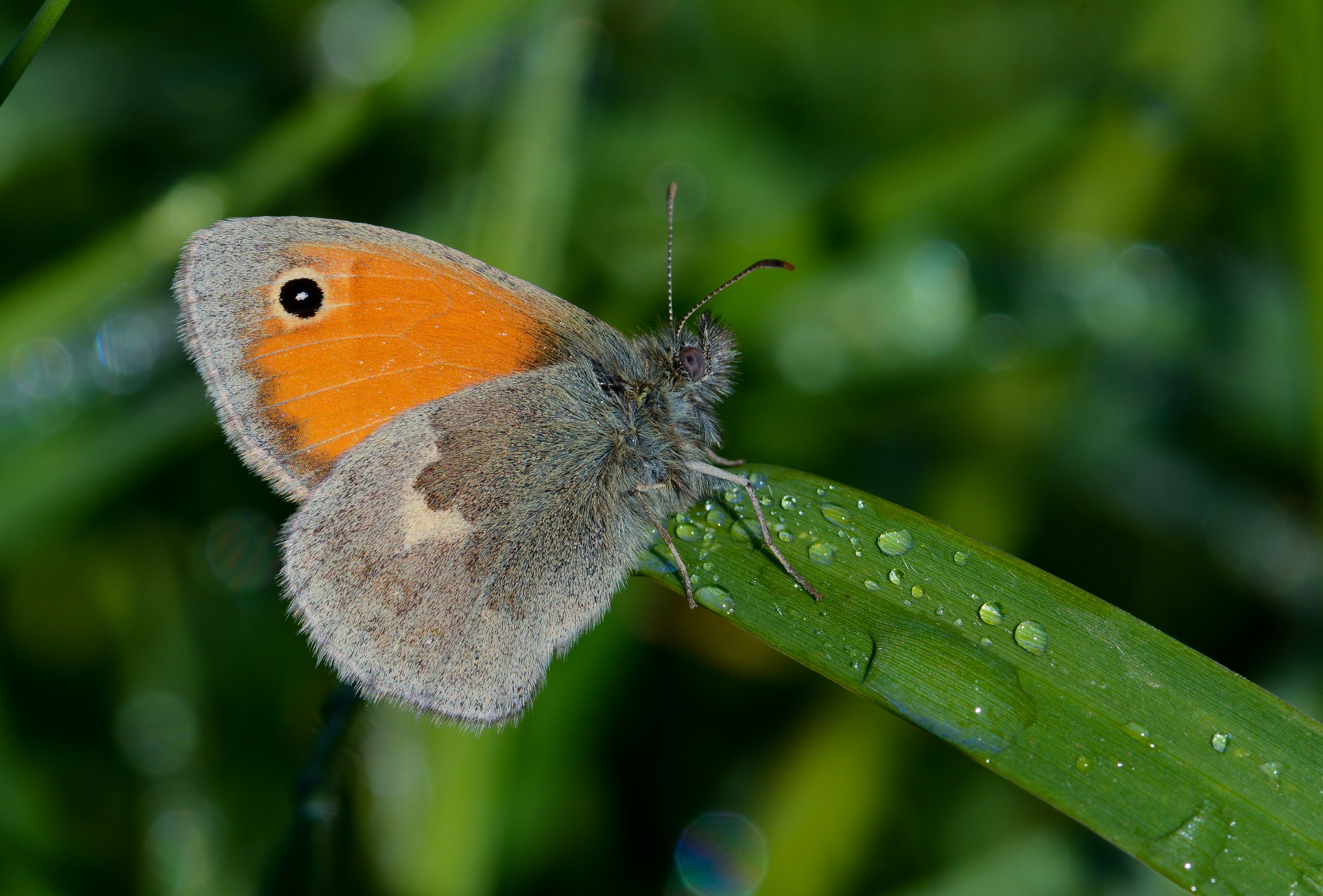 Coenonympha pamphilus (Küçük Zıpzıp Perisi) butterfly photo