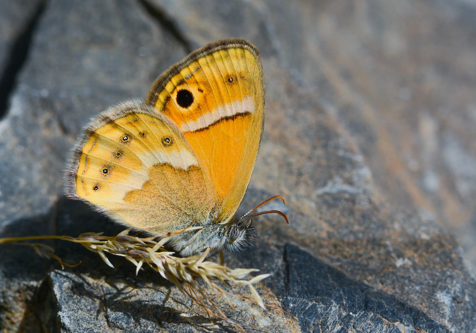 Coenonympha saadi (İran Zıpzıp Perisi) butterfly photo