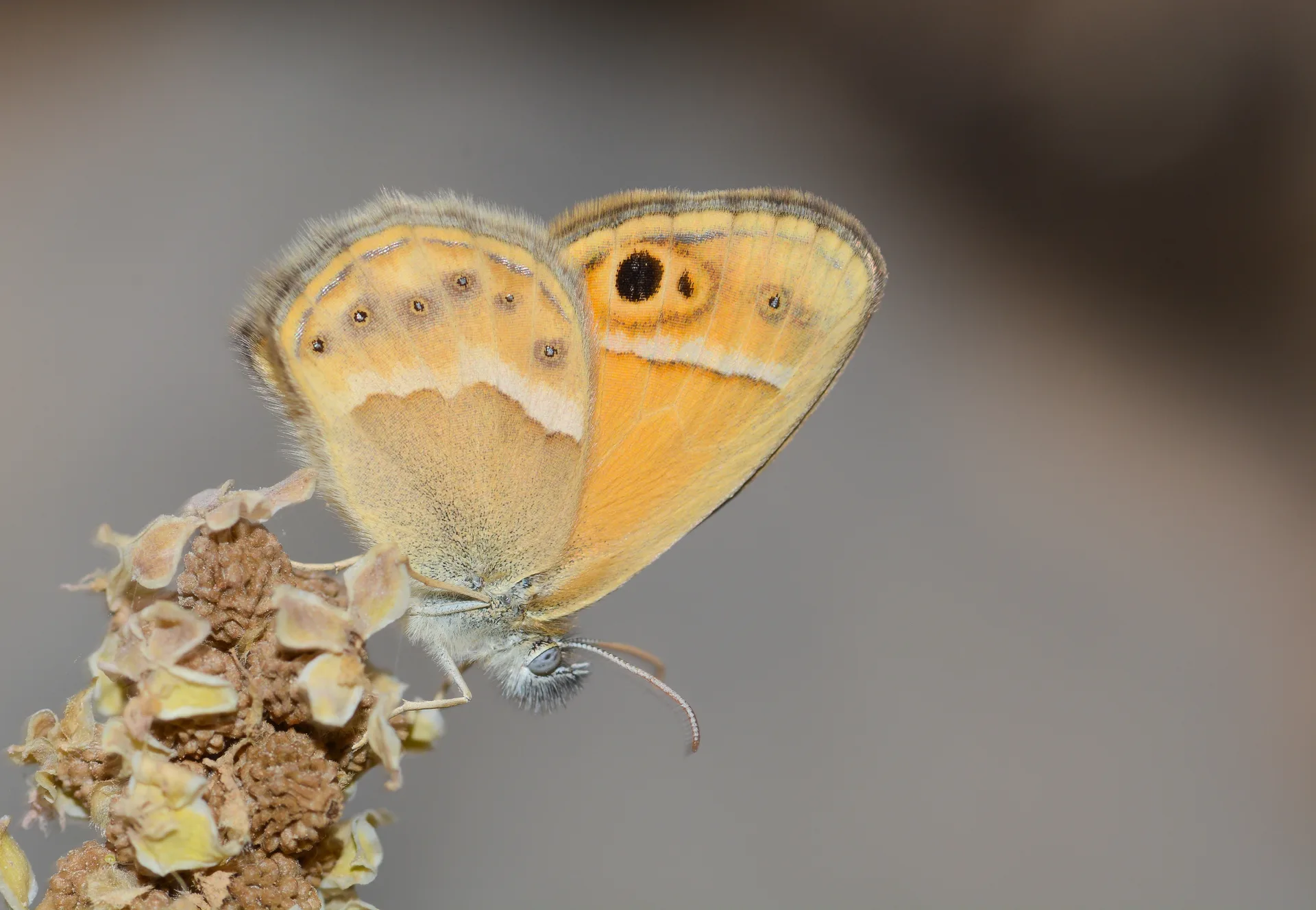Coenonympha saadi (Ä°ran ZÄ±pzÄ±p Perisi) butterfly photo