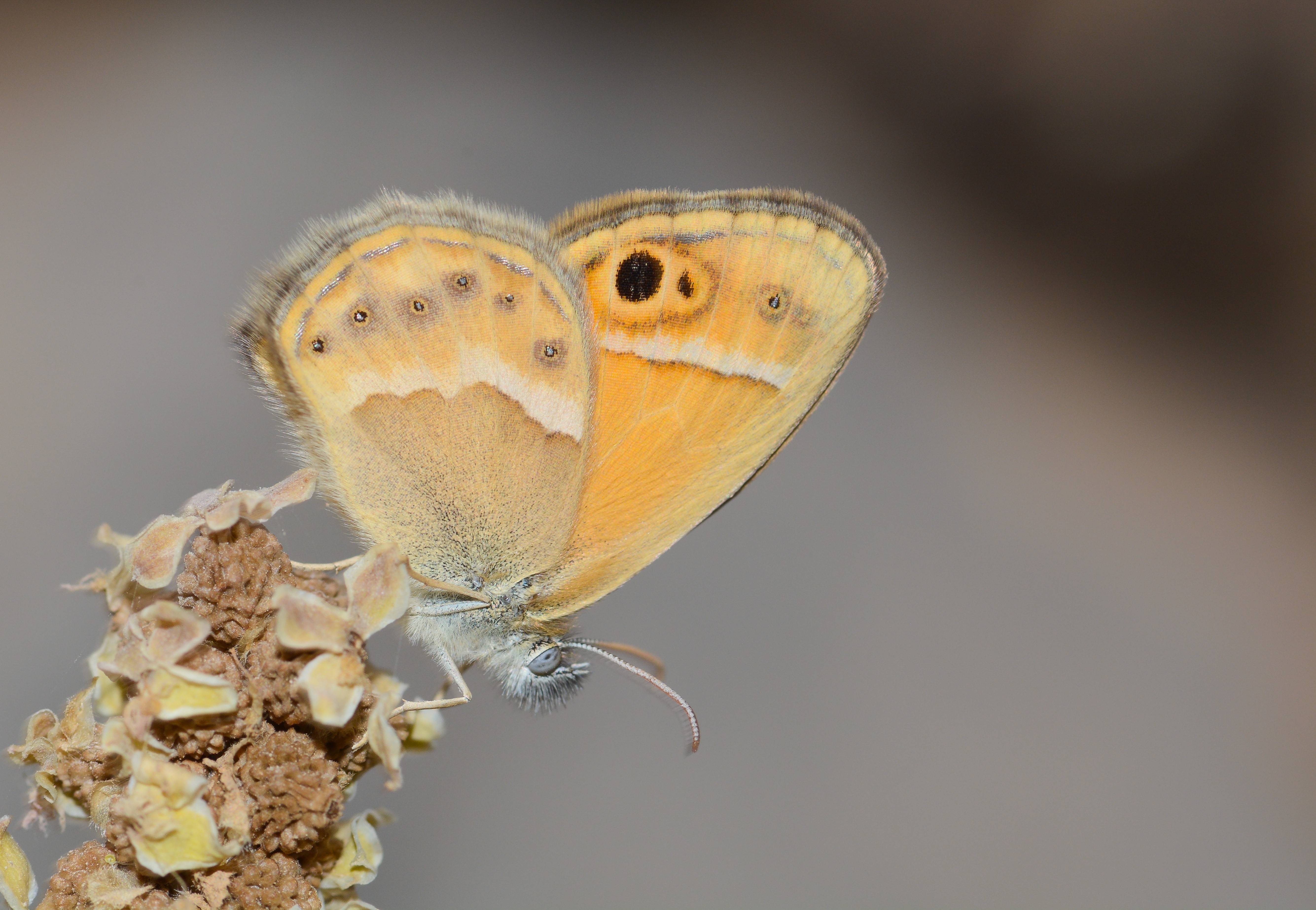 Coenonympha saadi (İran Zıpzıp Perisi) butterfly photo