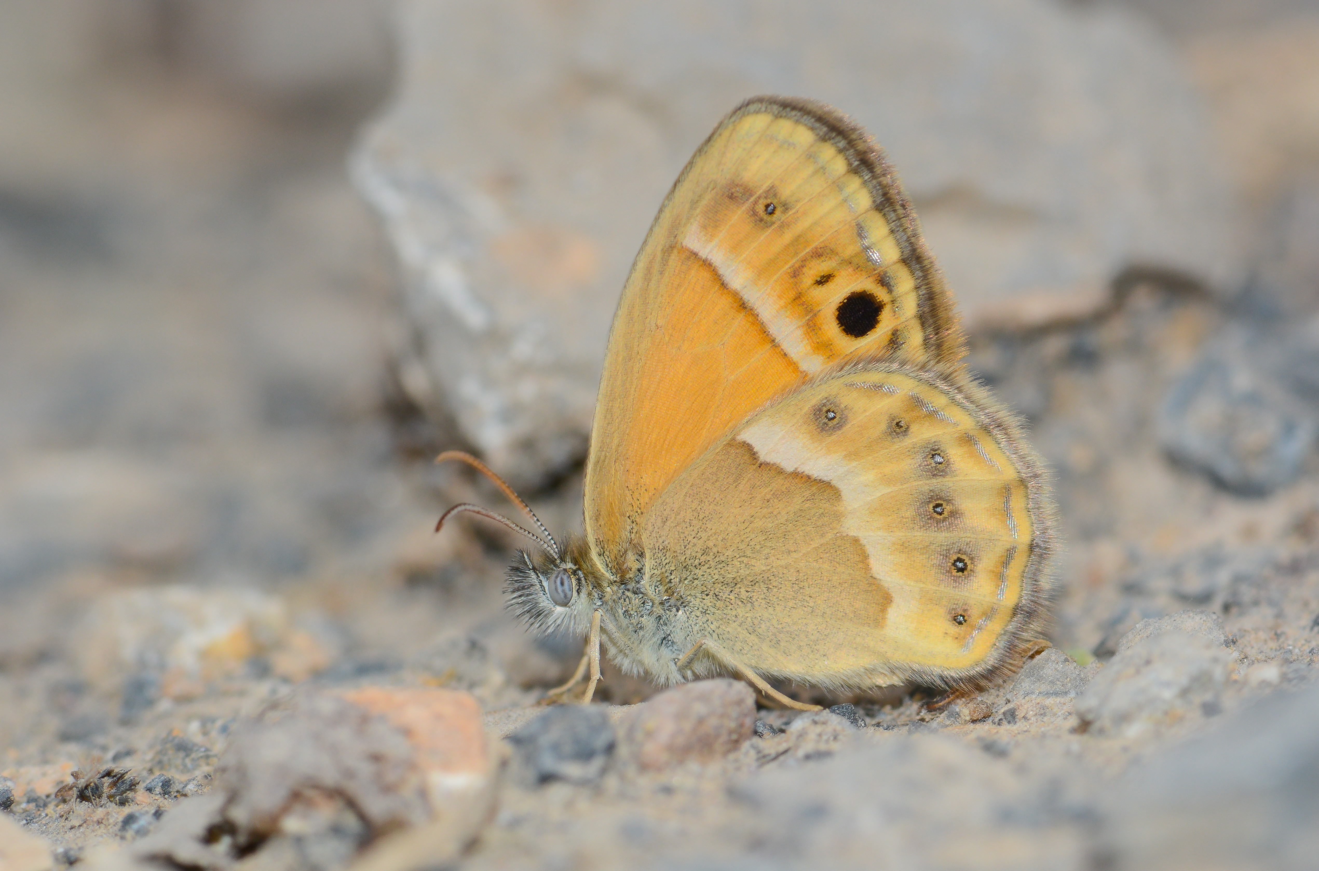 Coenonympha saadi (İran Zıpzıp Perisi) butterfly photo