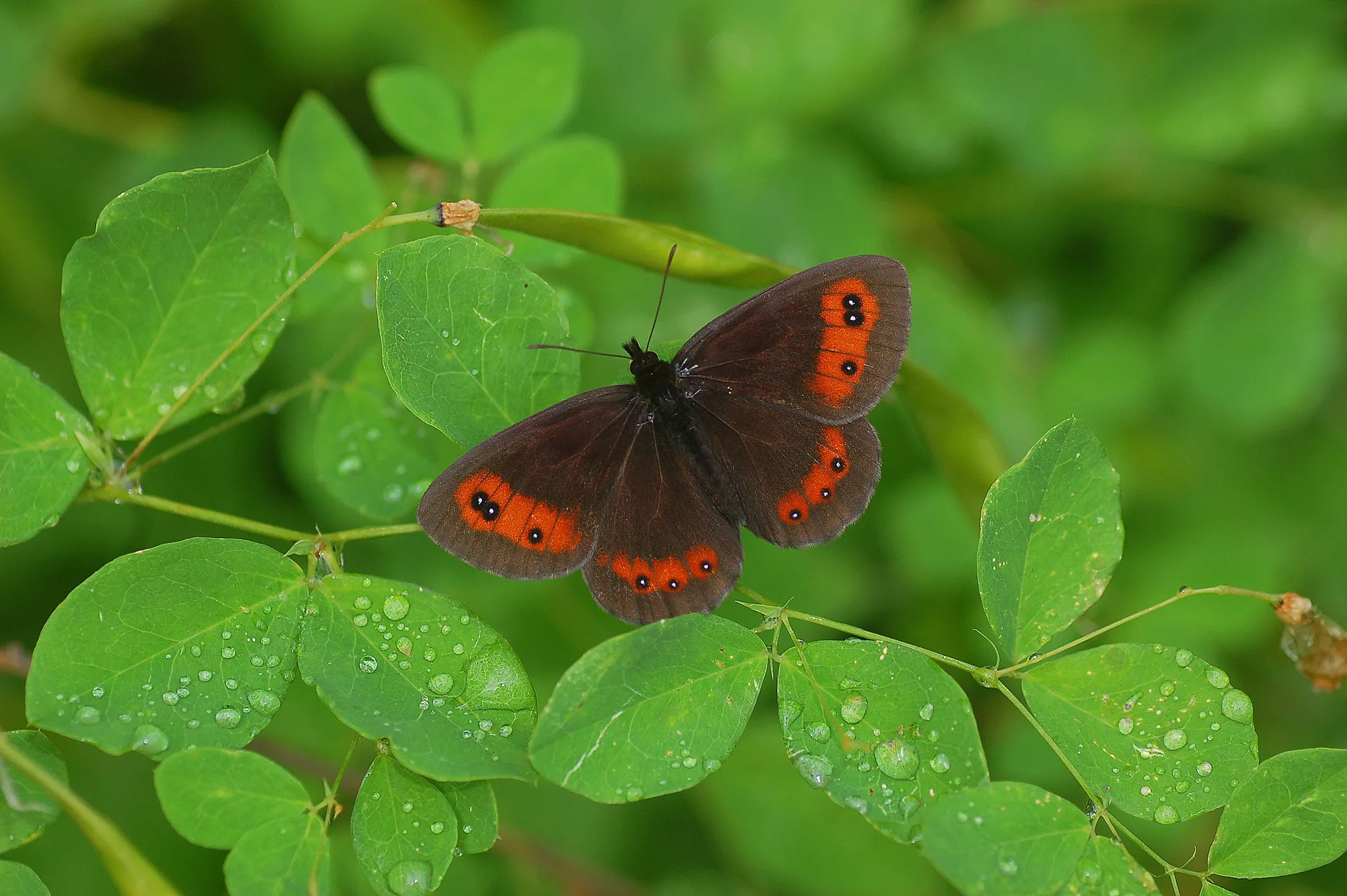 Erebia aethiops (İskoç Güzelesmeri) butterfly photo