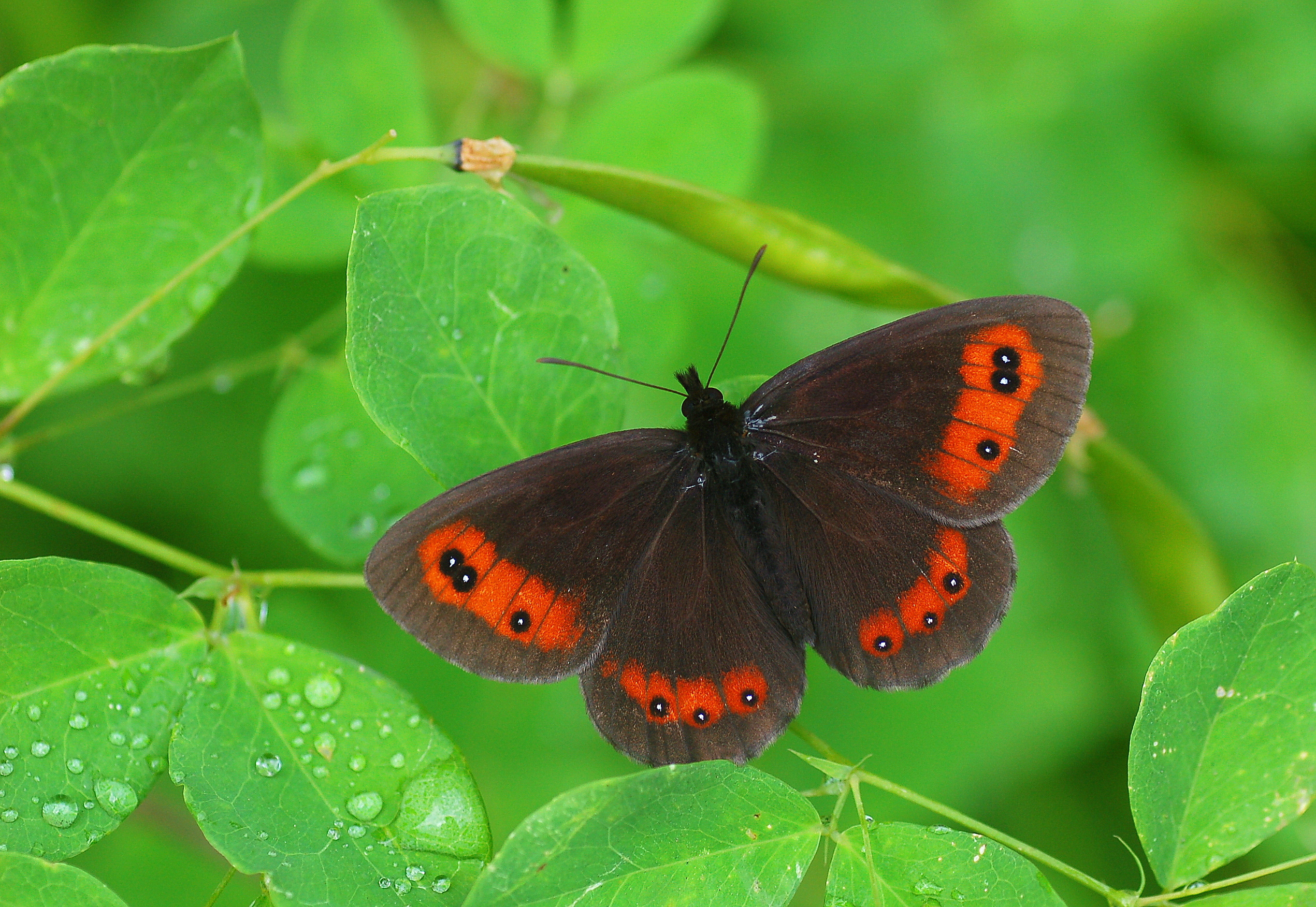 Erebia aethiops (İskoç Güzelesmeri) butterfly photo