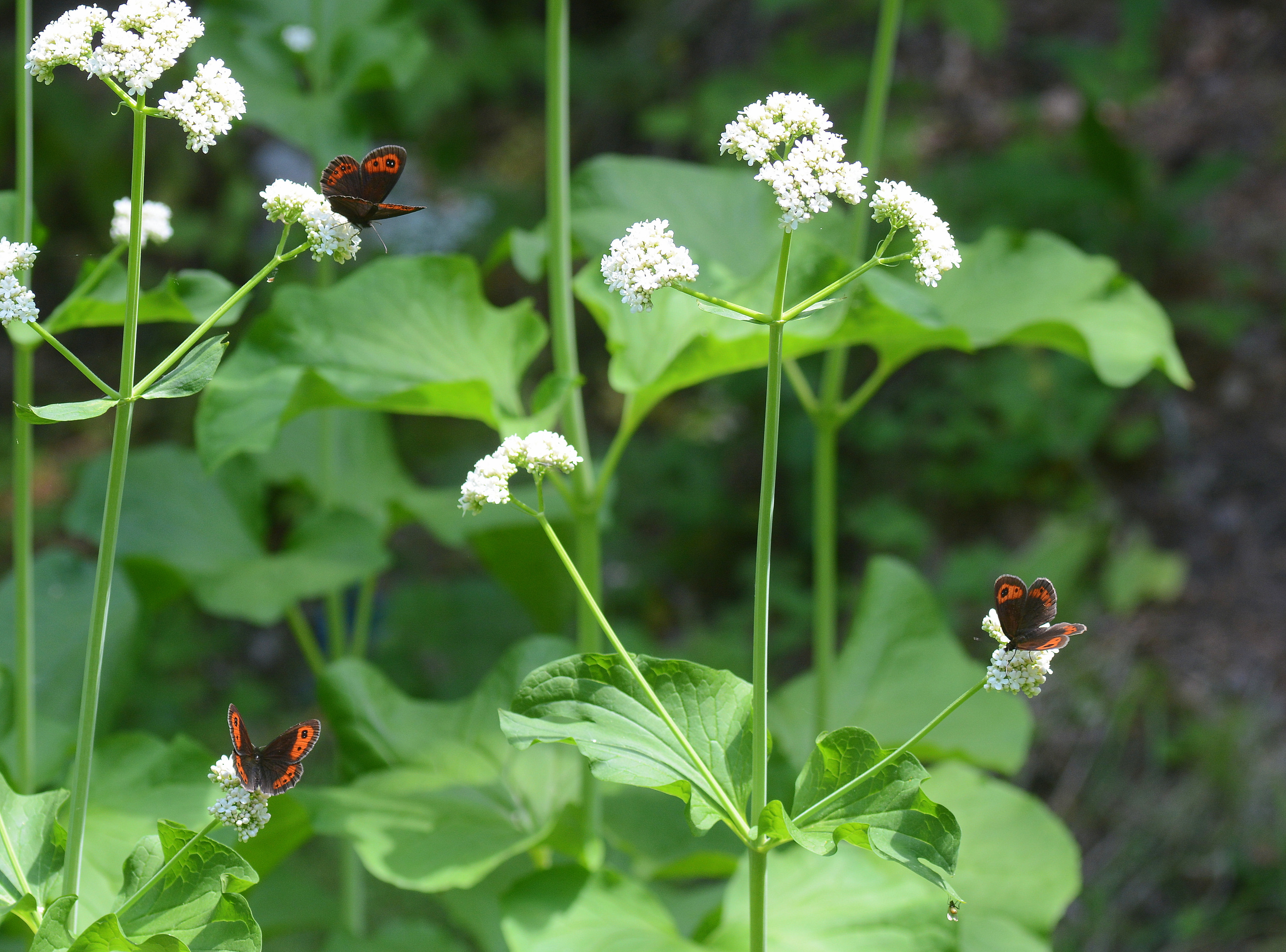 Erebia aethiops (İskoç Güzelesmeri) butterfly photo