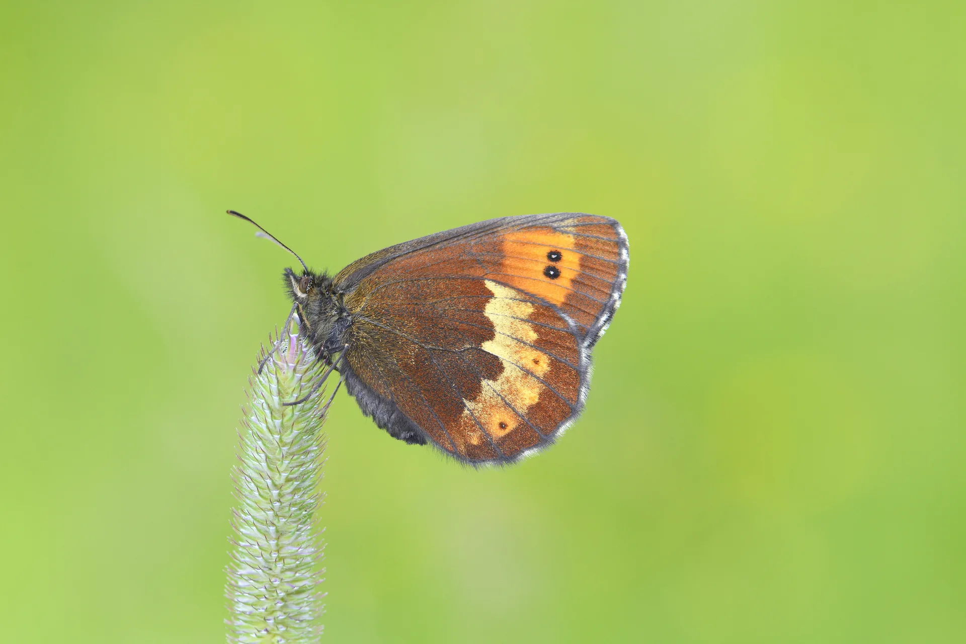 Erebia euryale butterfly photo