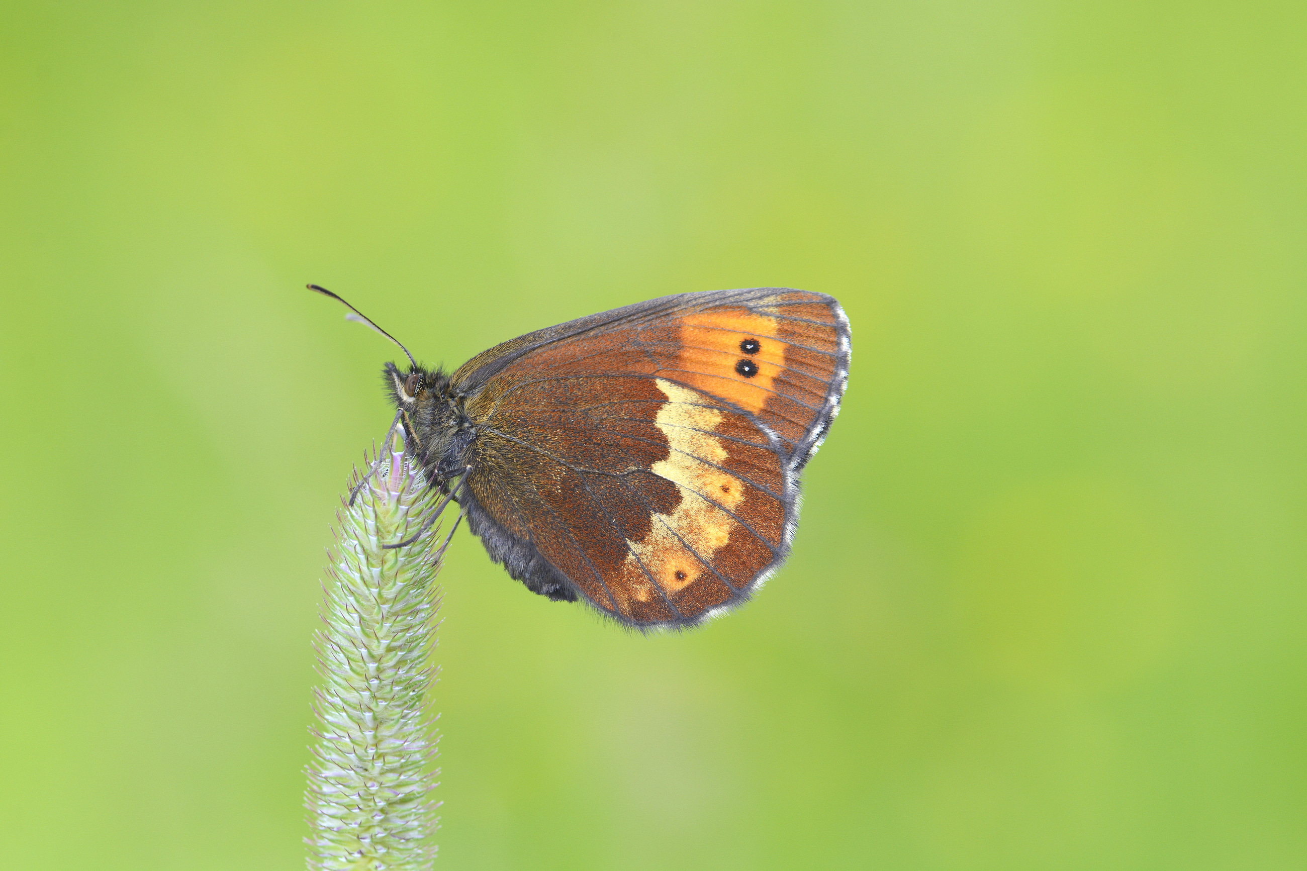 Erebia euryale butterfly photo
