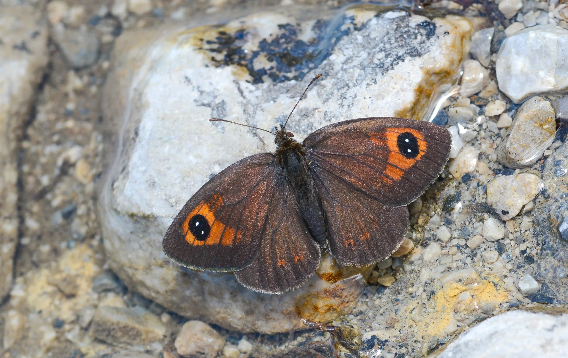 Erebia hispania butterfly photo