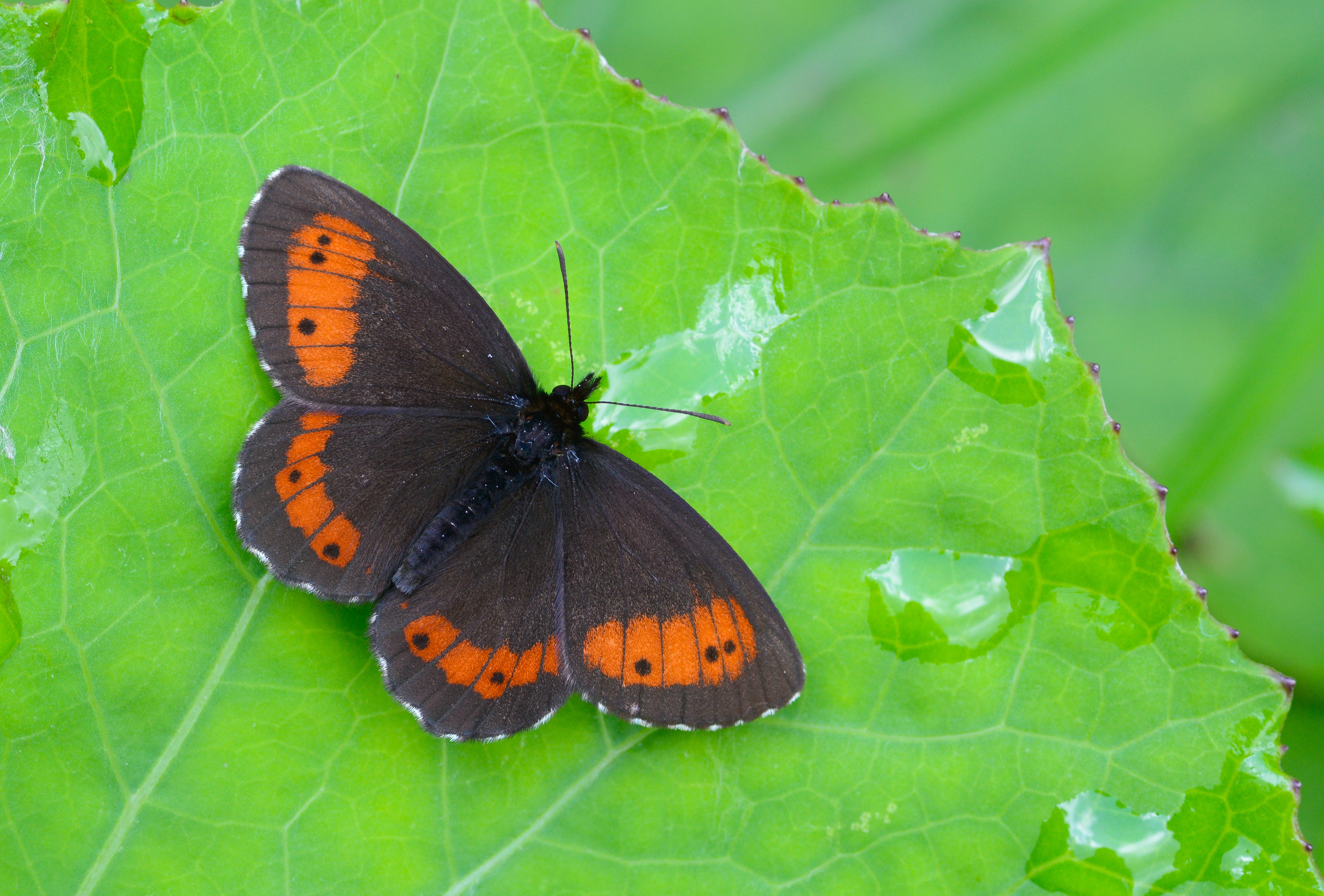 Erebia ligea (Güzelesmer) butterfly photo