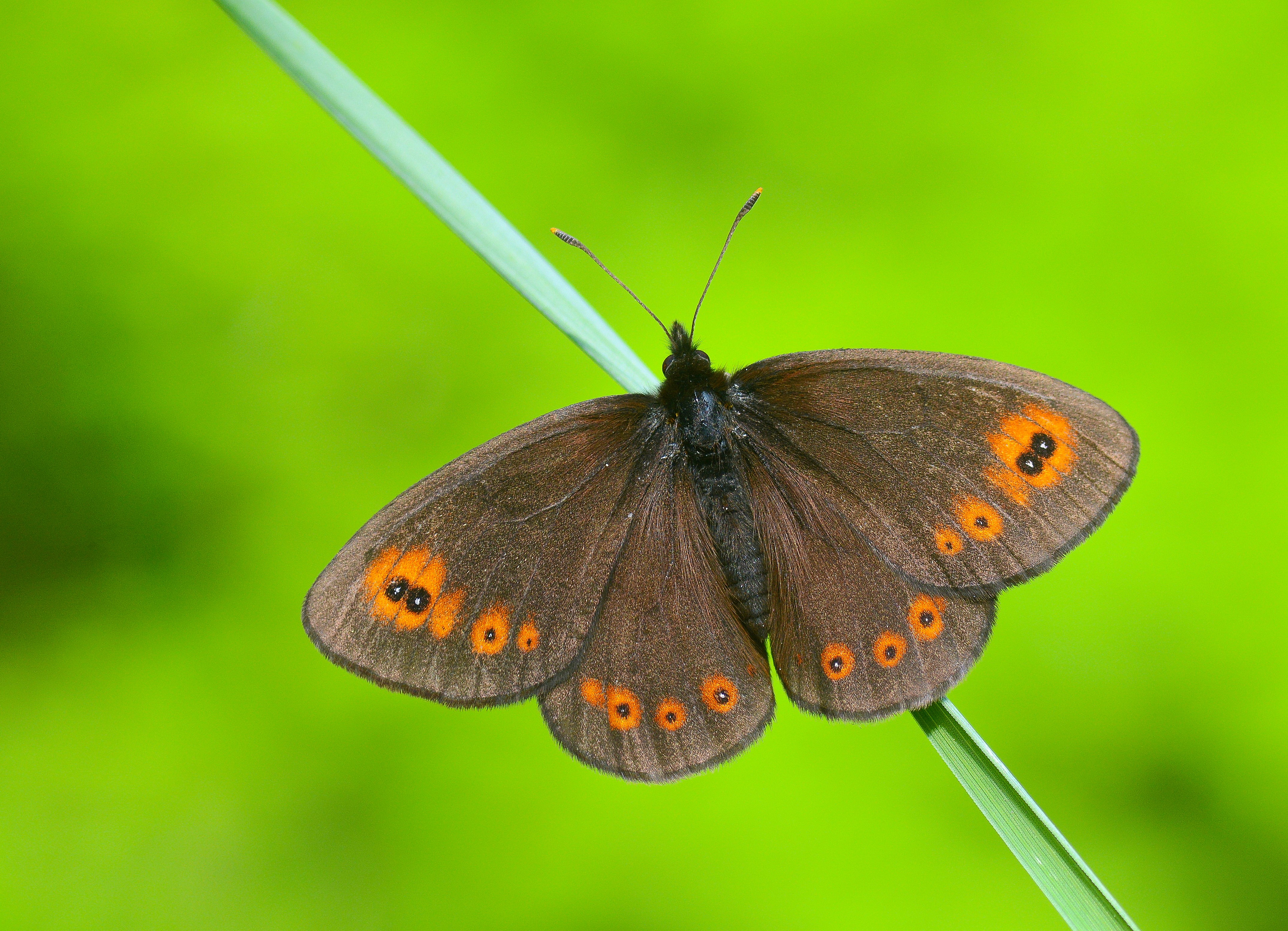 Erebia medusa (Orman Güzelesmeri) butterfly photo