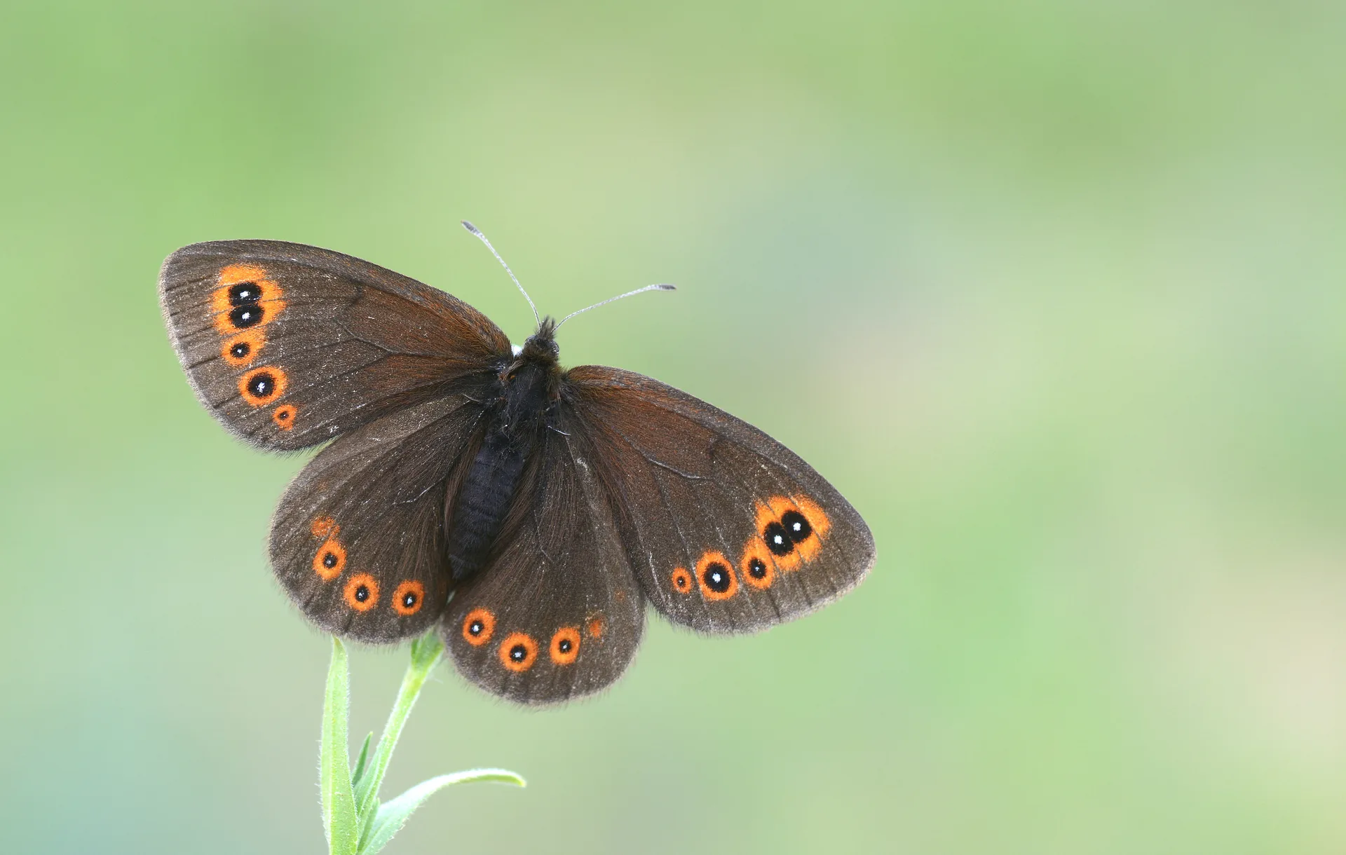 Erebia medusa (Orman GÃ¼zelesmeri) butterfly photo