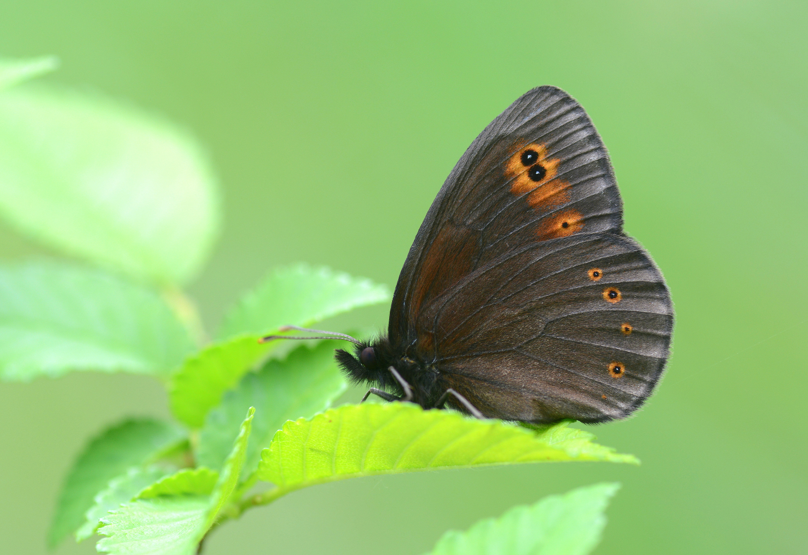 Erebia medusa (Orman Güzelesmeri) butterfly photo
