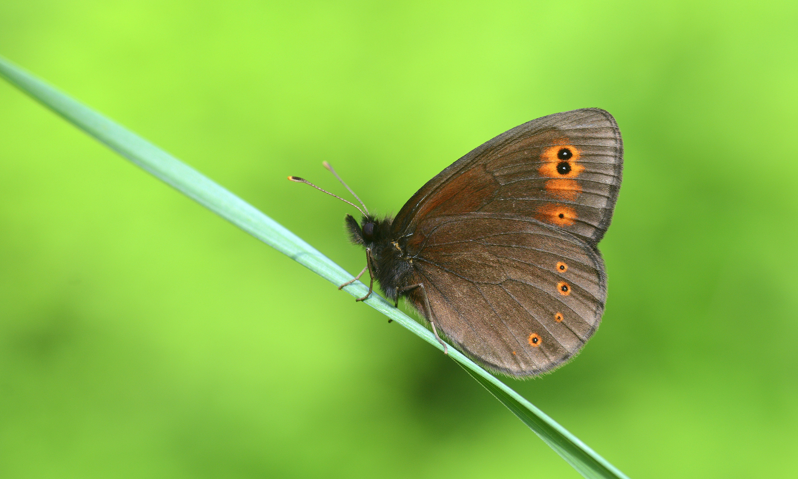 Erebia medusa (Orman Güzelesmeri) butterfly photo