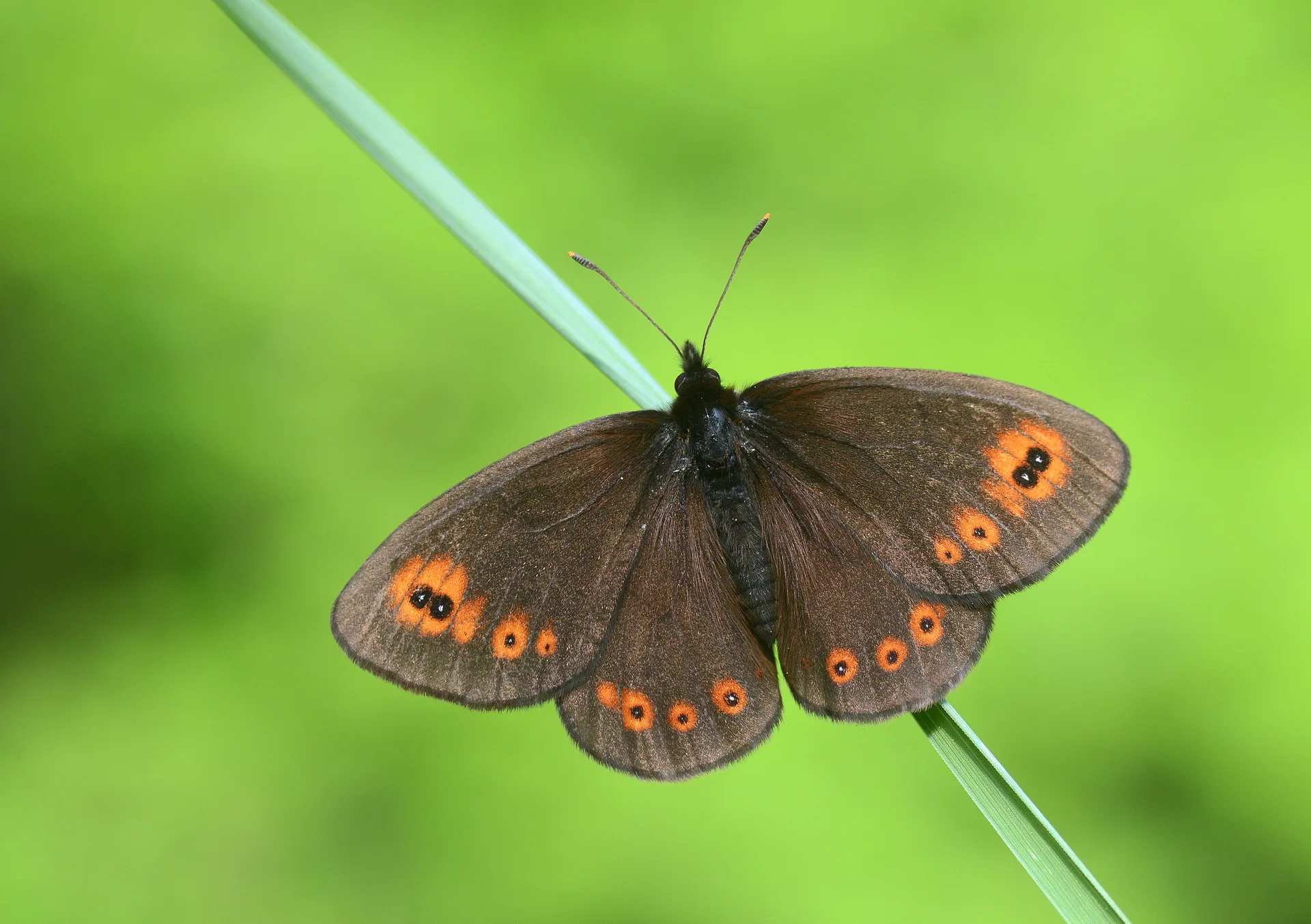 Erebia medusa (Orman GÃ¼zelesmeri) butterfly photo