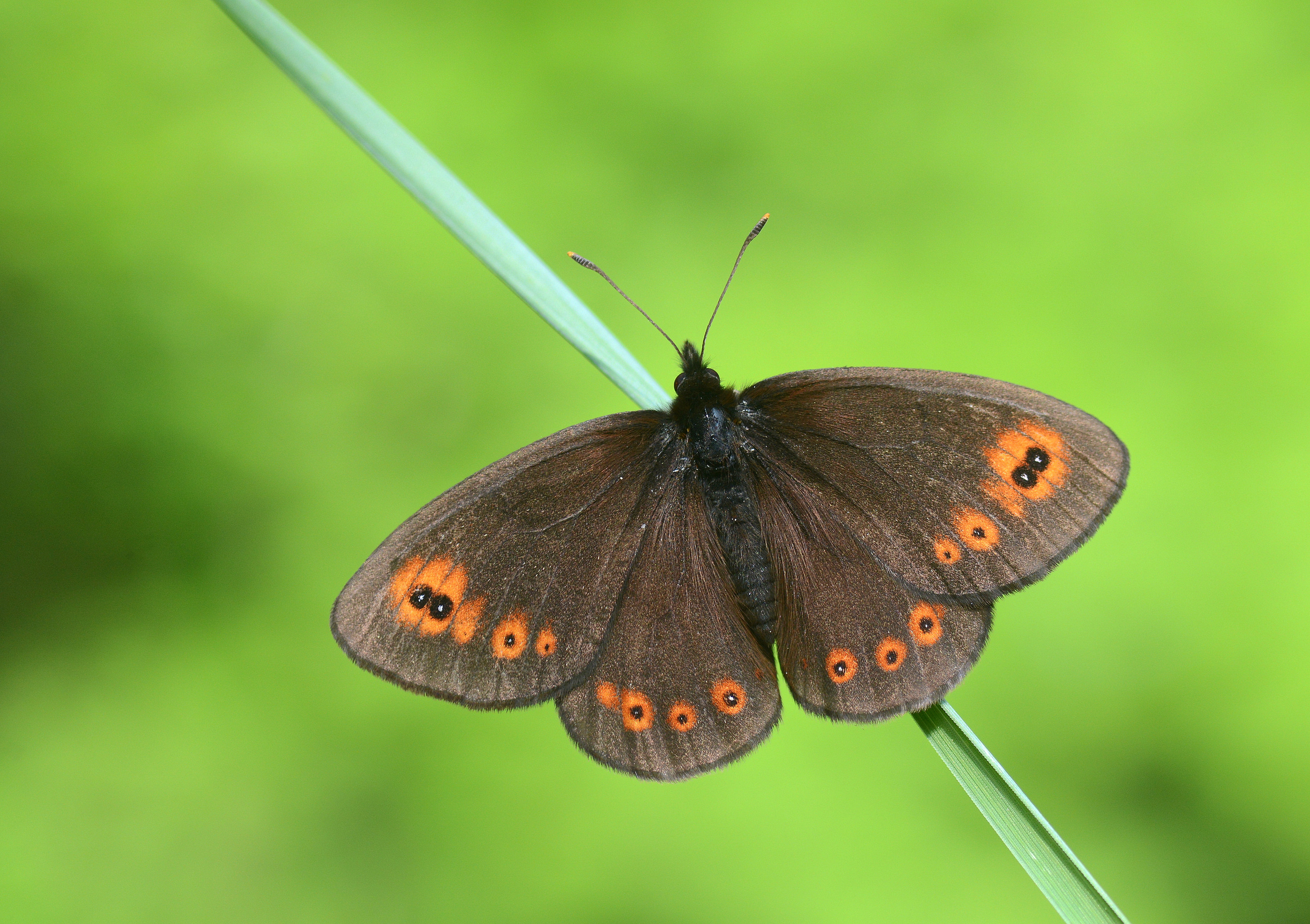 Erebia medusa (Orman Güzelesmeri) butterfly photo