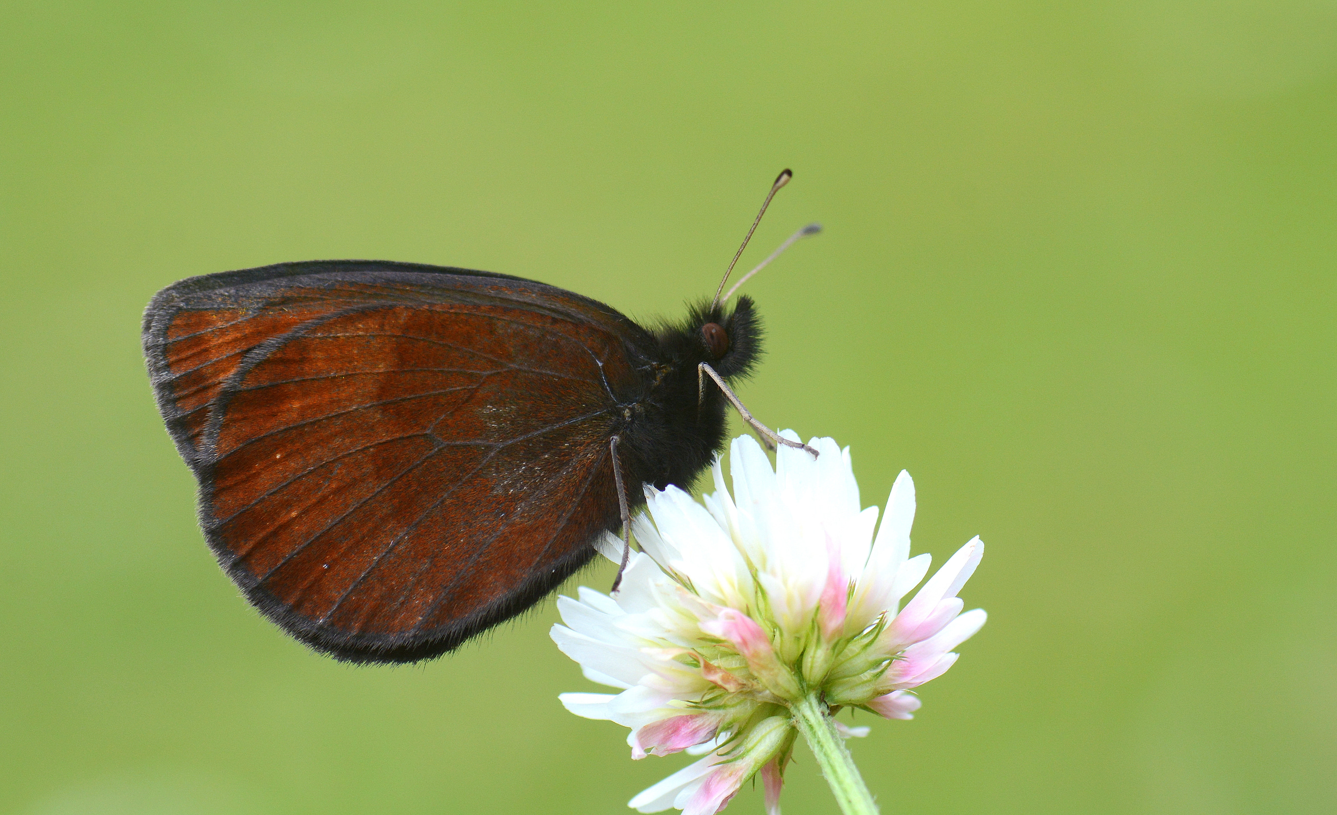 Erebia melancholica (Mecnun Güzelesmeri) butterfly photo