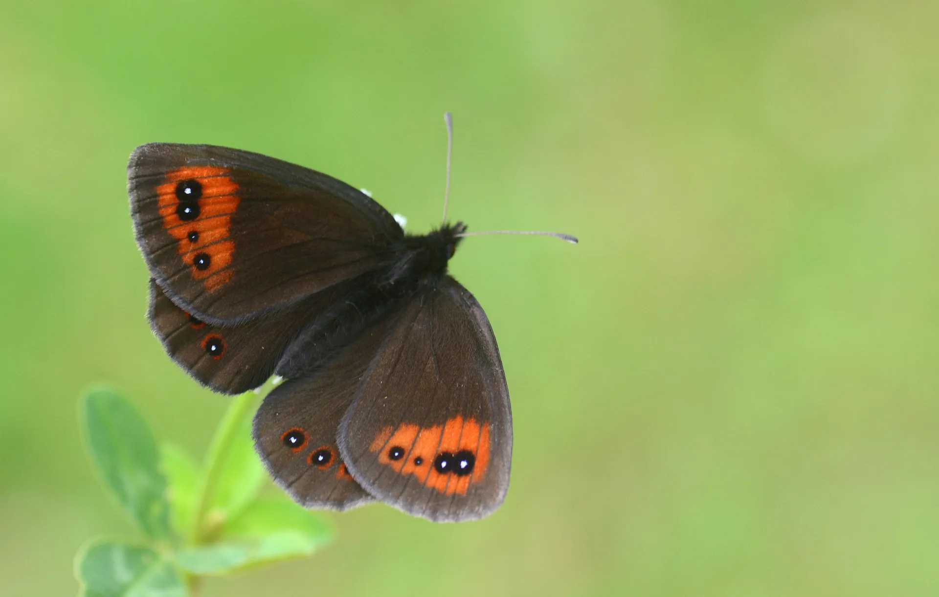 Erebia melancholica (Mecnun GÃ¼zelesmeri) butterfly photo