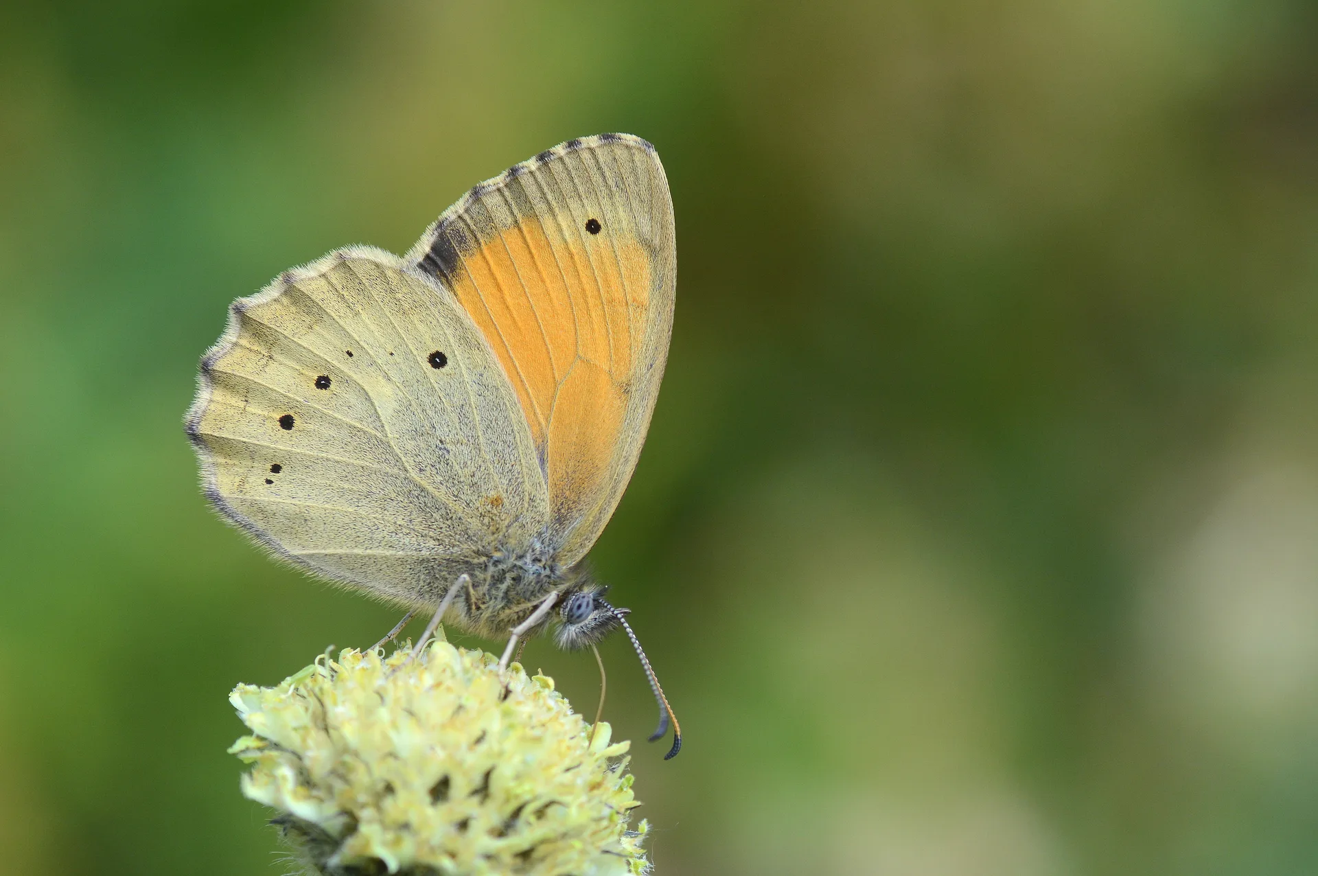 Esperarge clymene (Kayaesmeri) butterfly photo