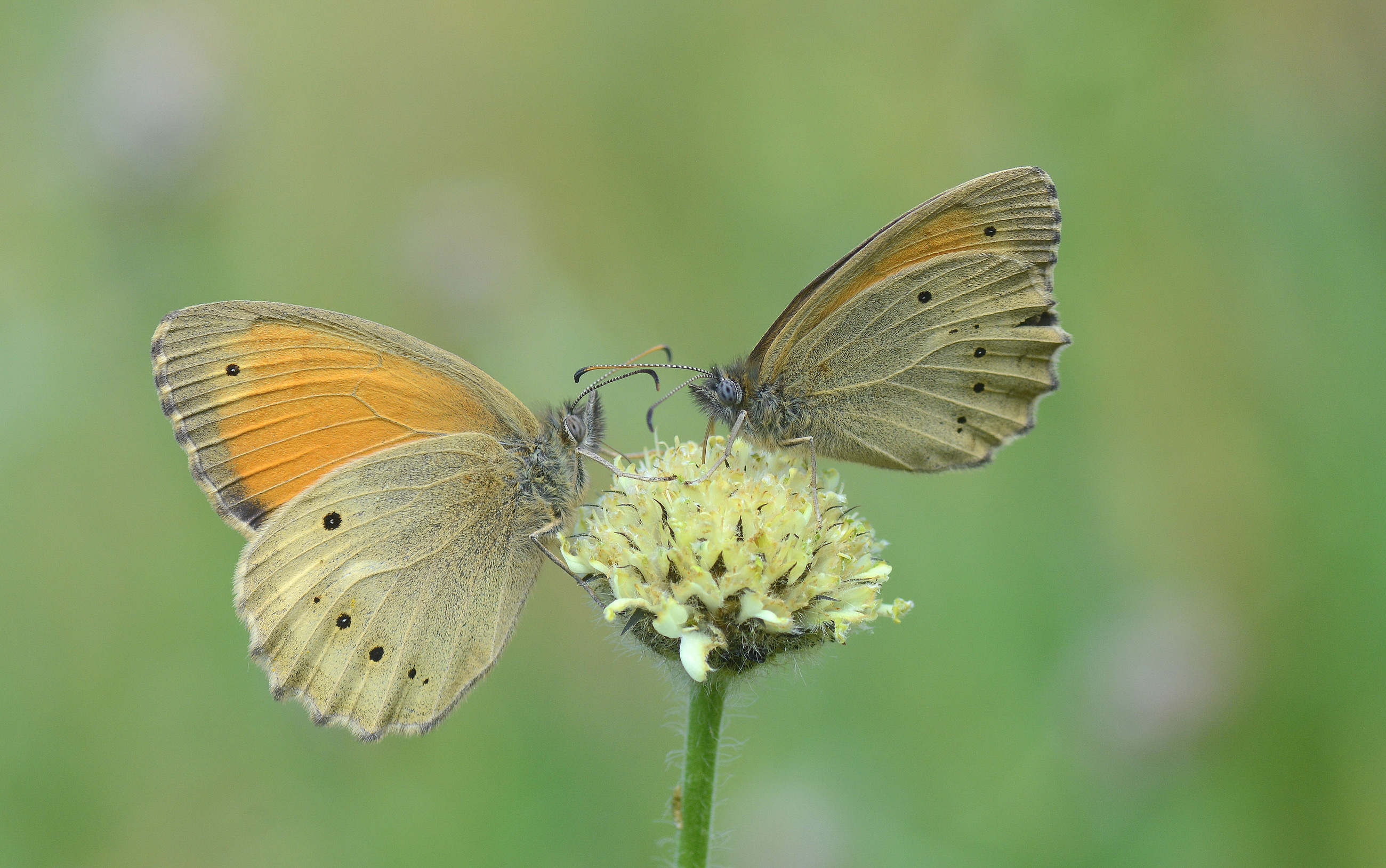 Esperarge clymene (Kayaesmeri) butterfly photo