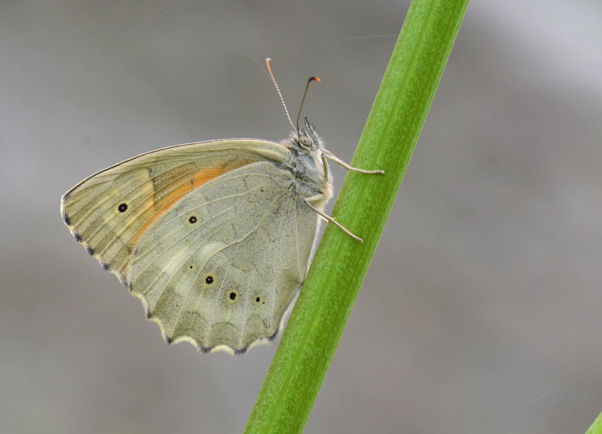 Esperarge clymene (Kayaesmeri) butterfly photo