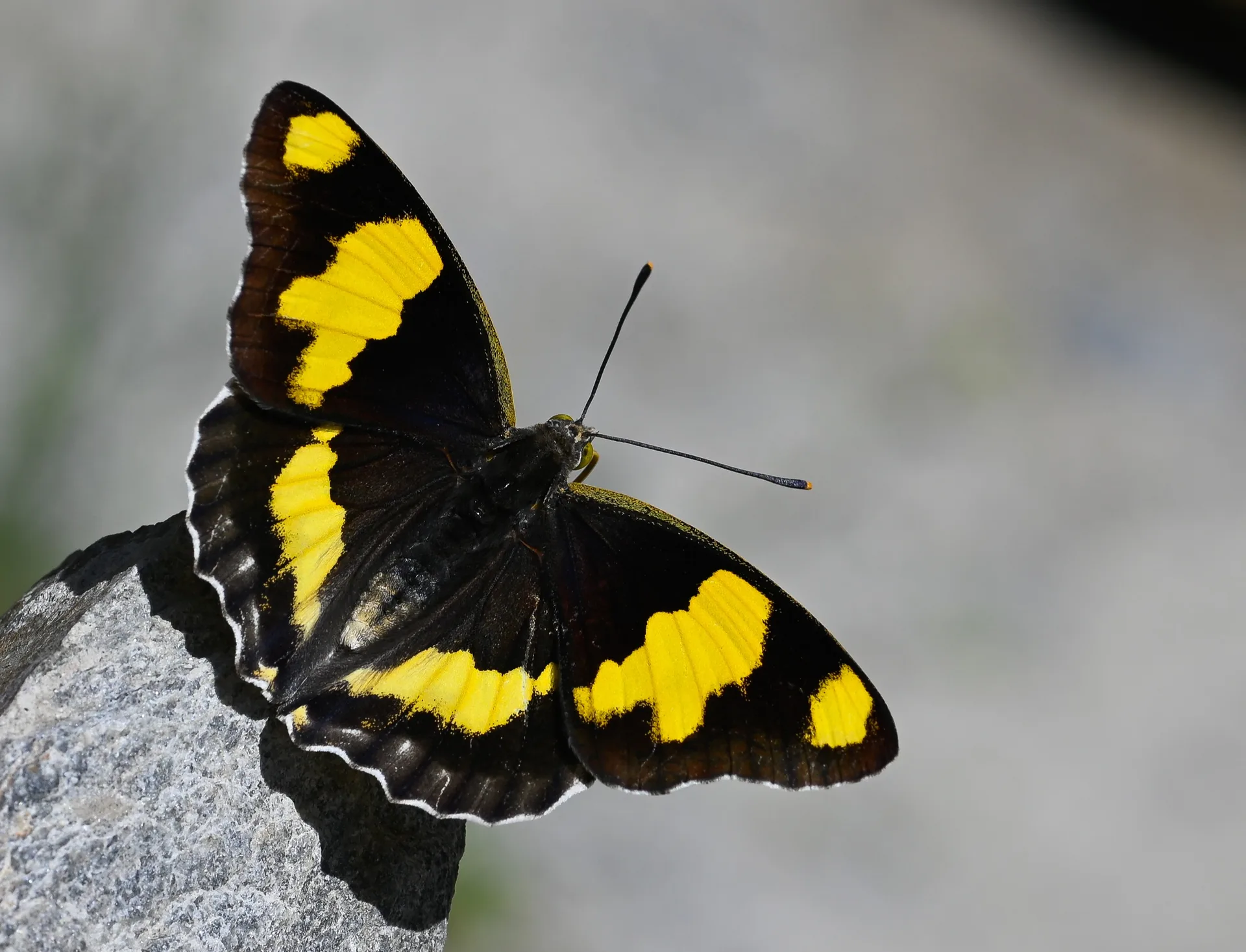 Euapatura mirza (Åehzade) butterfly photo