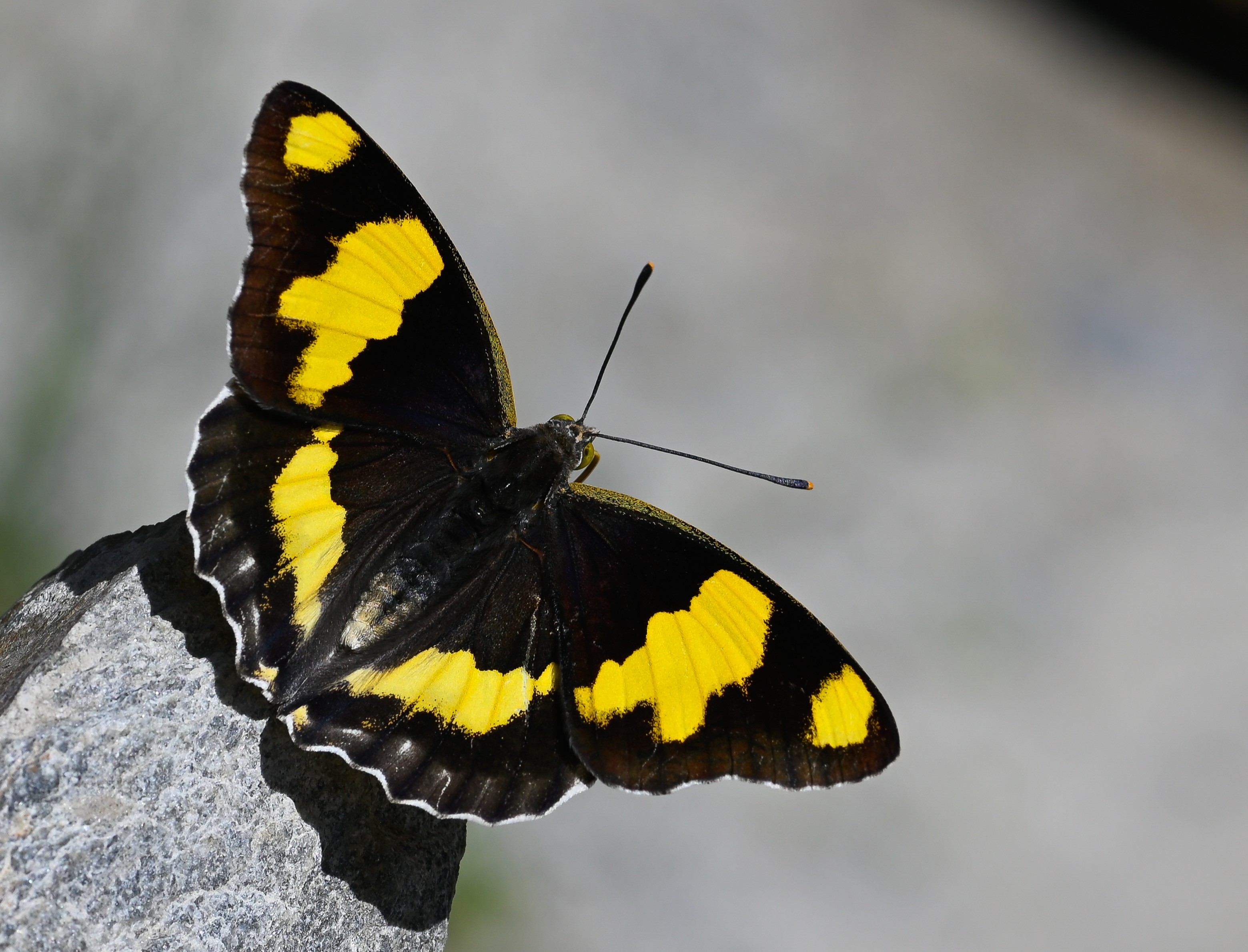 Euapatura mirza (Åehzade) butterfly photo
