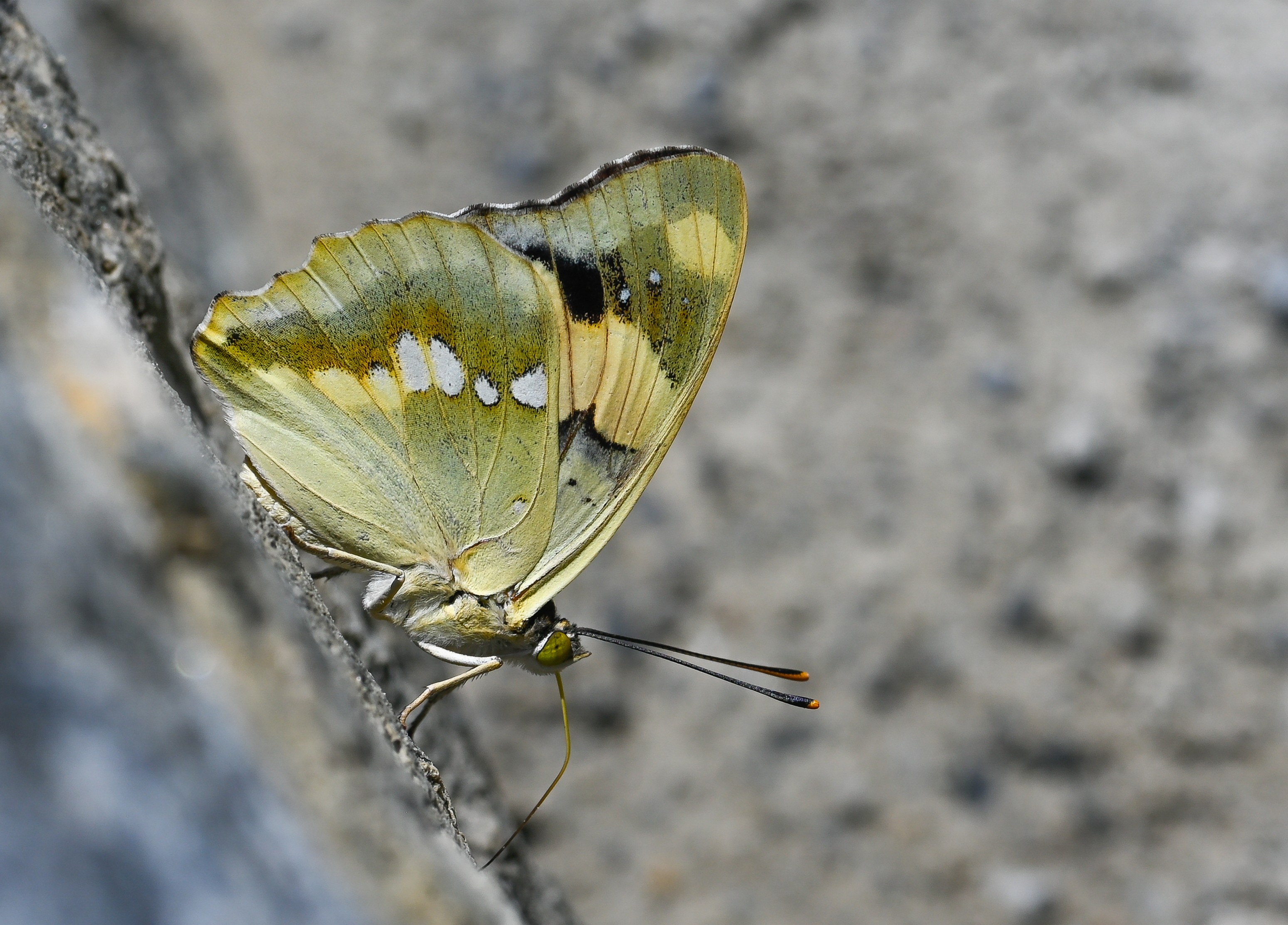 Euapatura mirza (Åehzade) butterfly photo