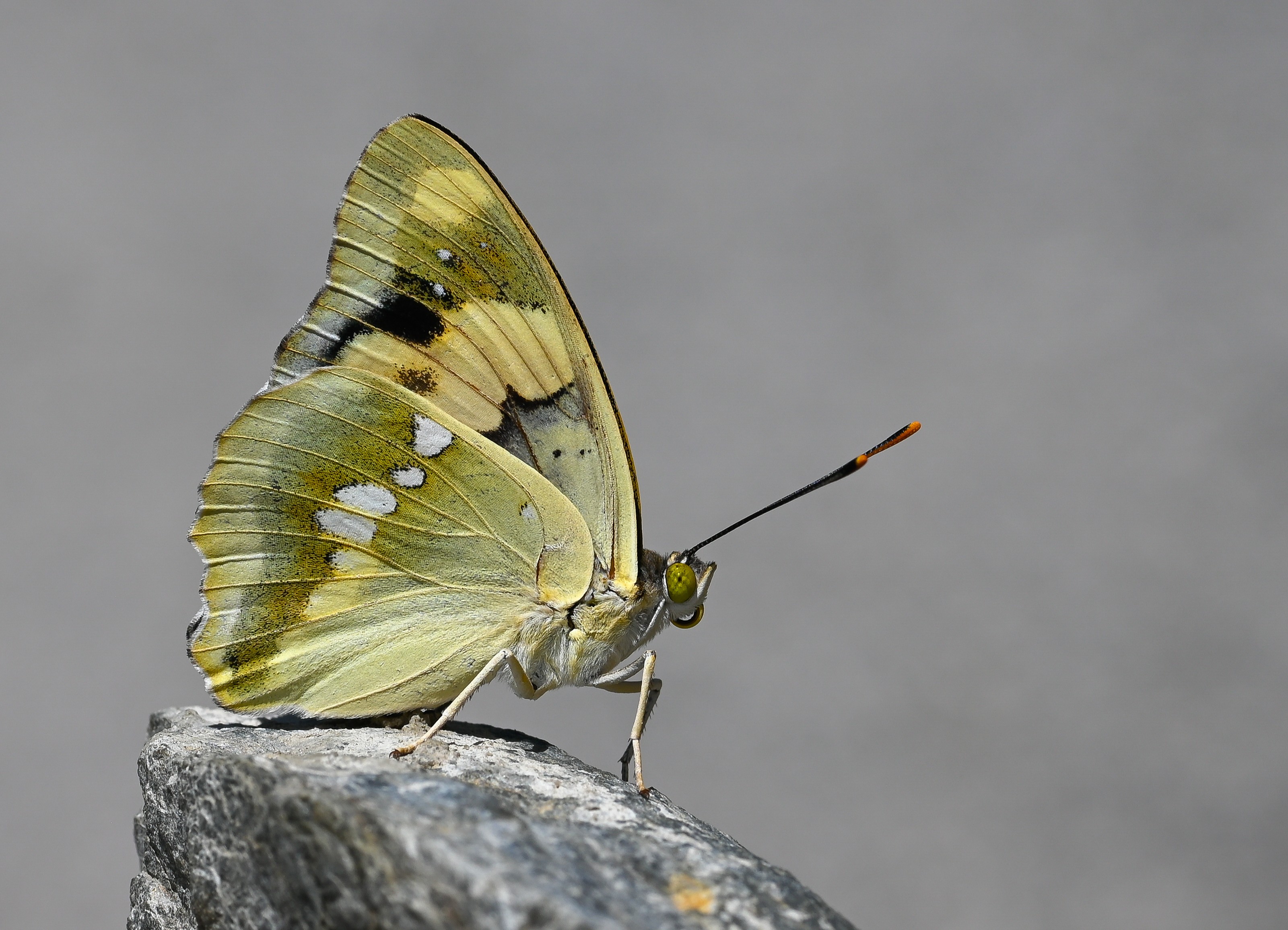 Euapatura mirza (Åehzade) butterfly photo