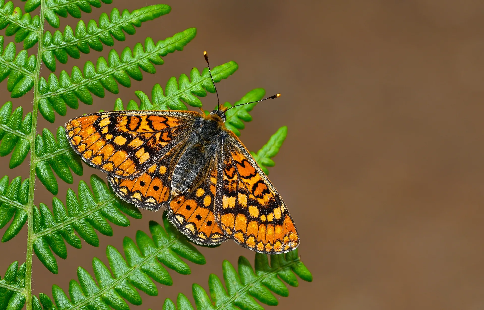 Euphydryas aurinia (Nazugum) butterfly photo