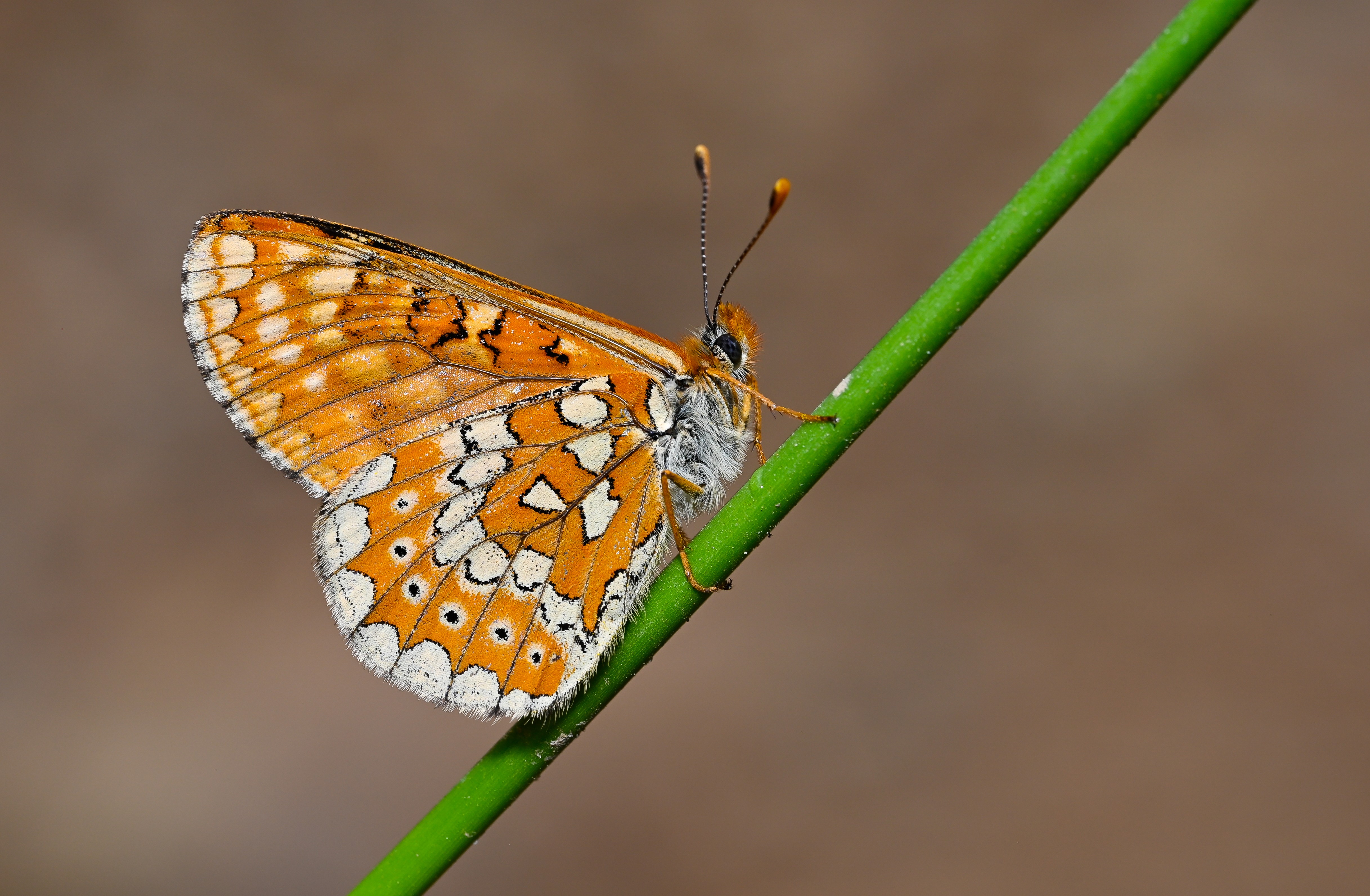 Euphydryas aurinia (Nazugum) butterfly photo