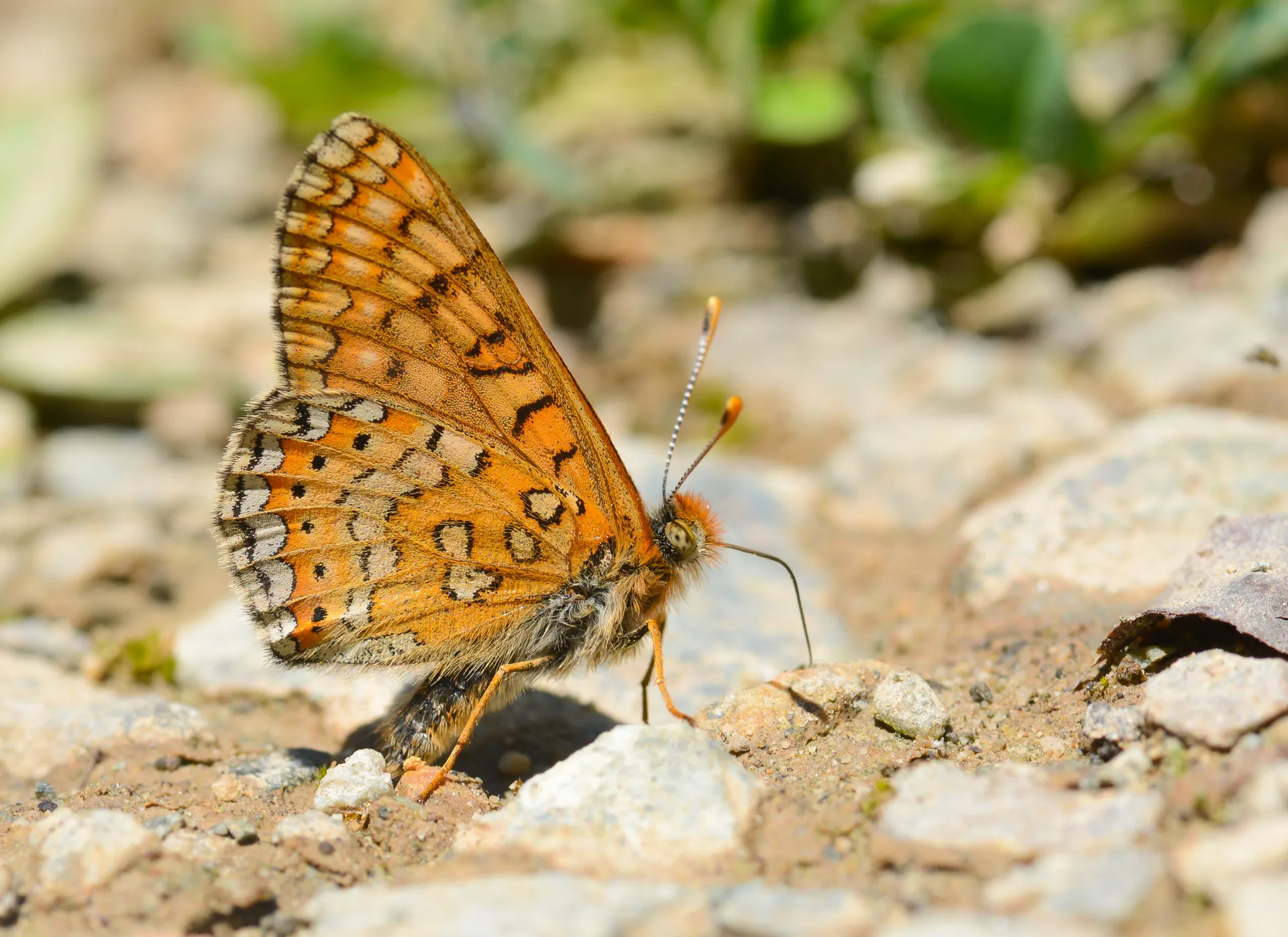 Euphydryas aurinia (Nazugum) butterfly photo