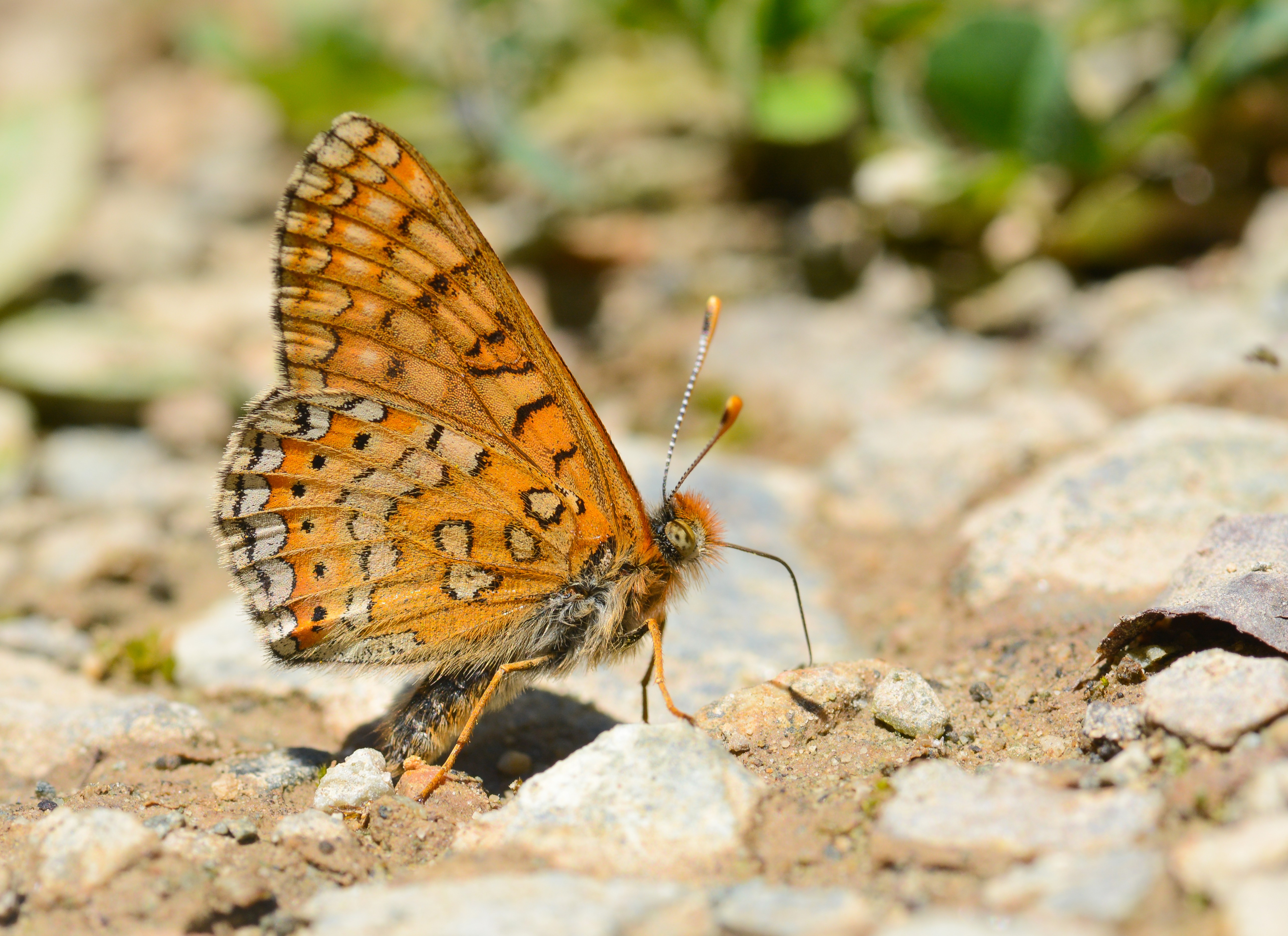 Euphydryas aurinia (Nazugum) butterfly photo