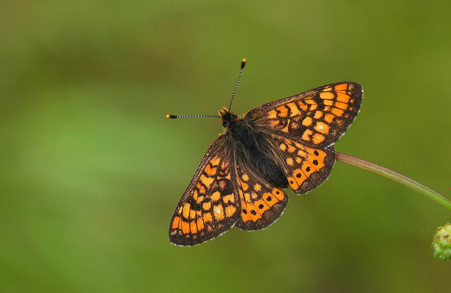 Euphydryas aurinia (Nazugum) butterfly photo