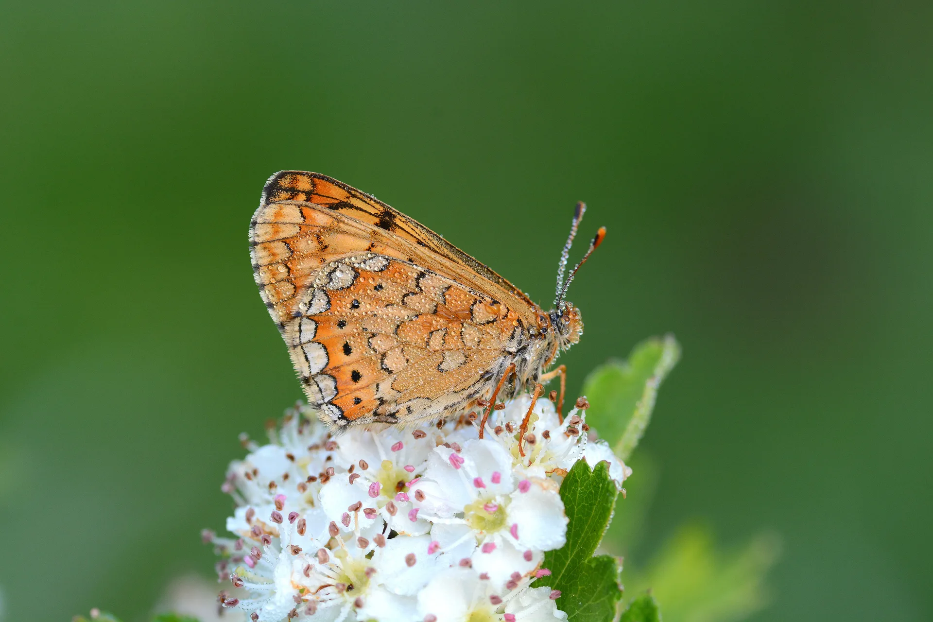 Euphydryas aurinia (Nazugum) butterfly photo