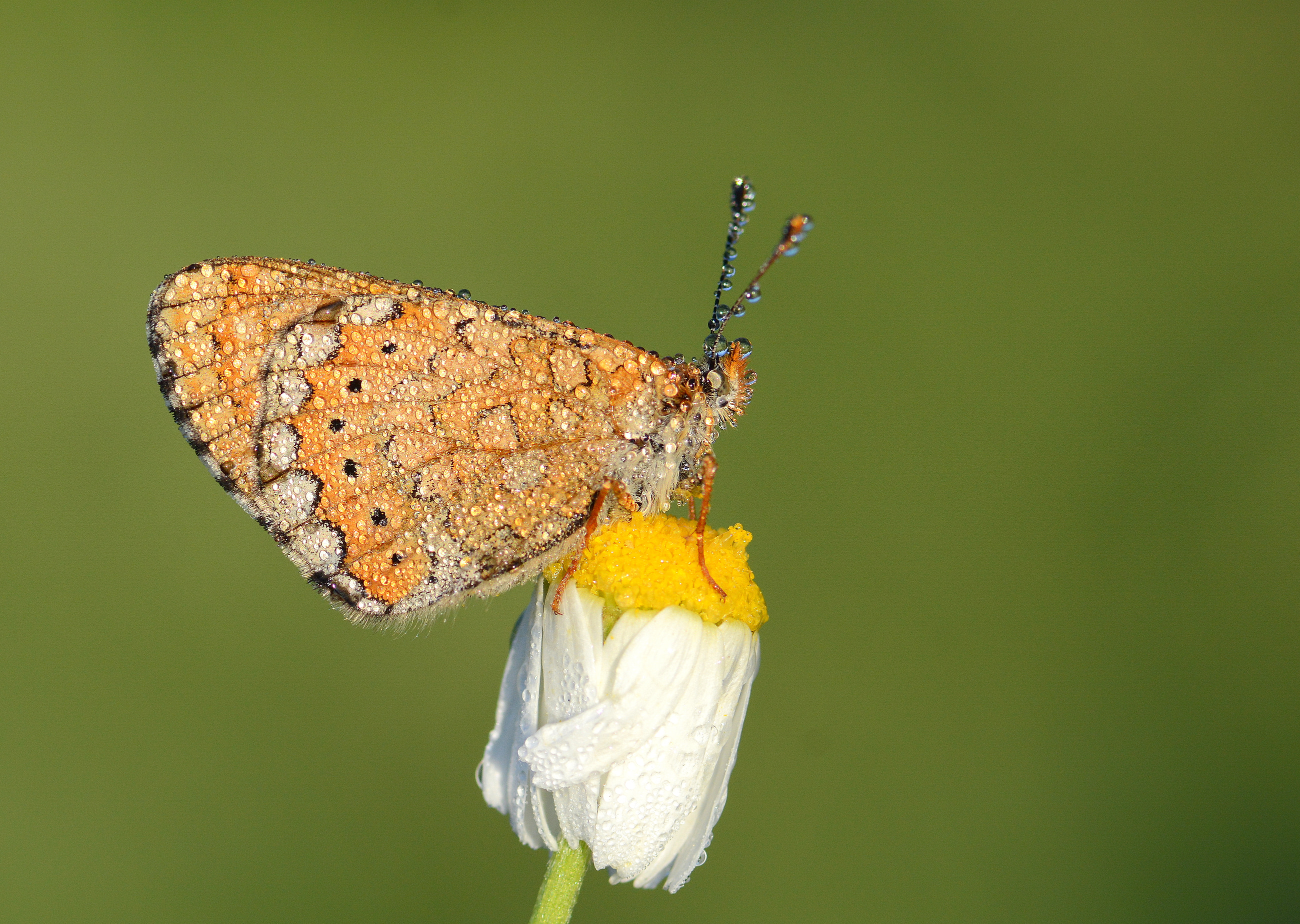 Euphydryas aurinia (Nazugum) butterfly photo