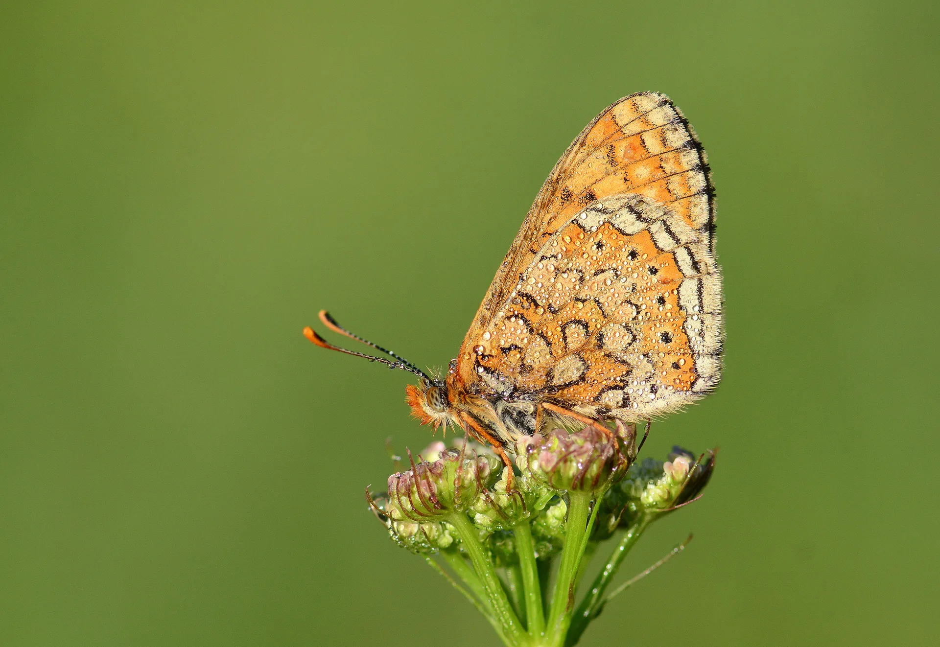 Euphydryas aurinia (Nazugum) butterfly photo
