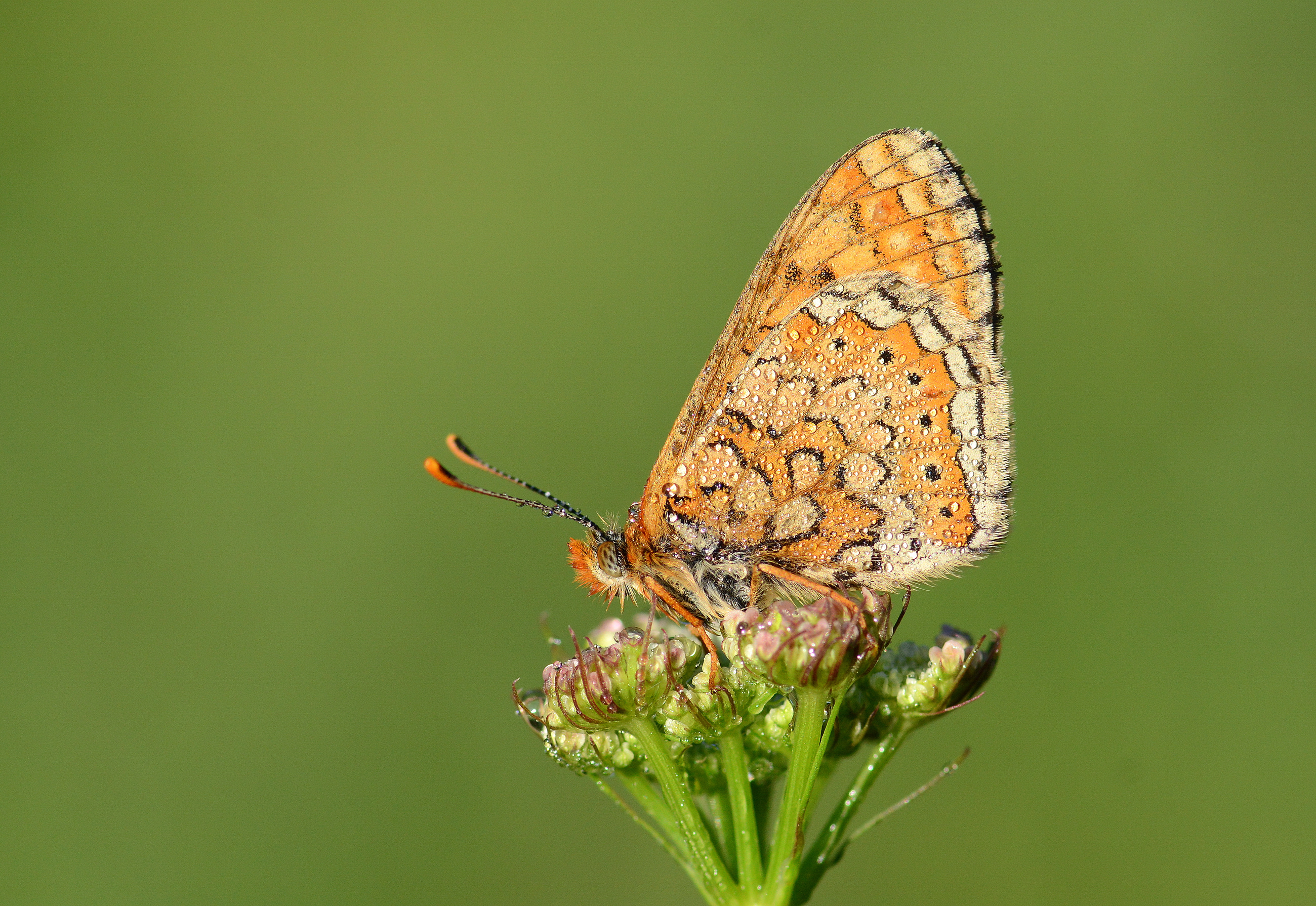 Euphydryas aurinia (Nazugum) butterfly photo