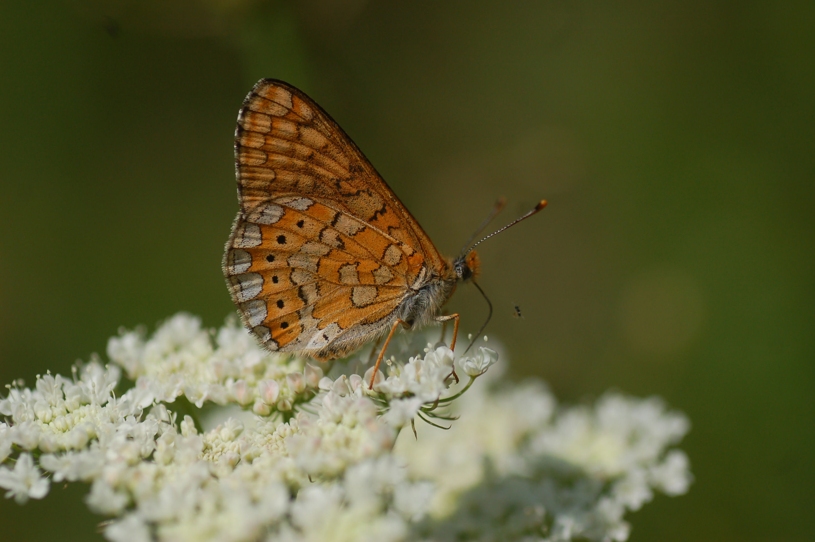 Euphydryas aurinia (Nazugum) butterfly photo