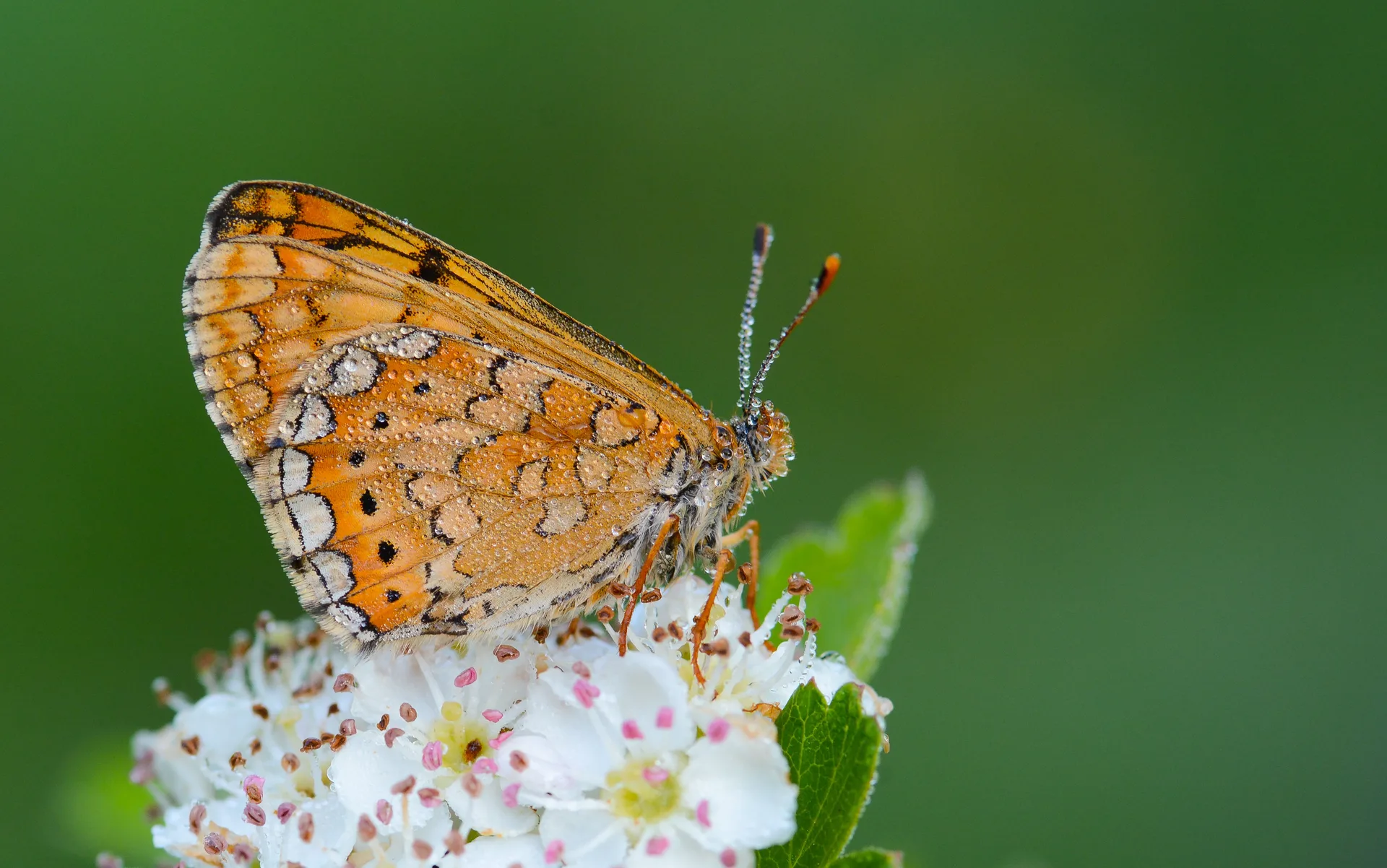 Euphydryas aurinia (Nazugum) butterfly photo