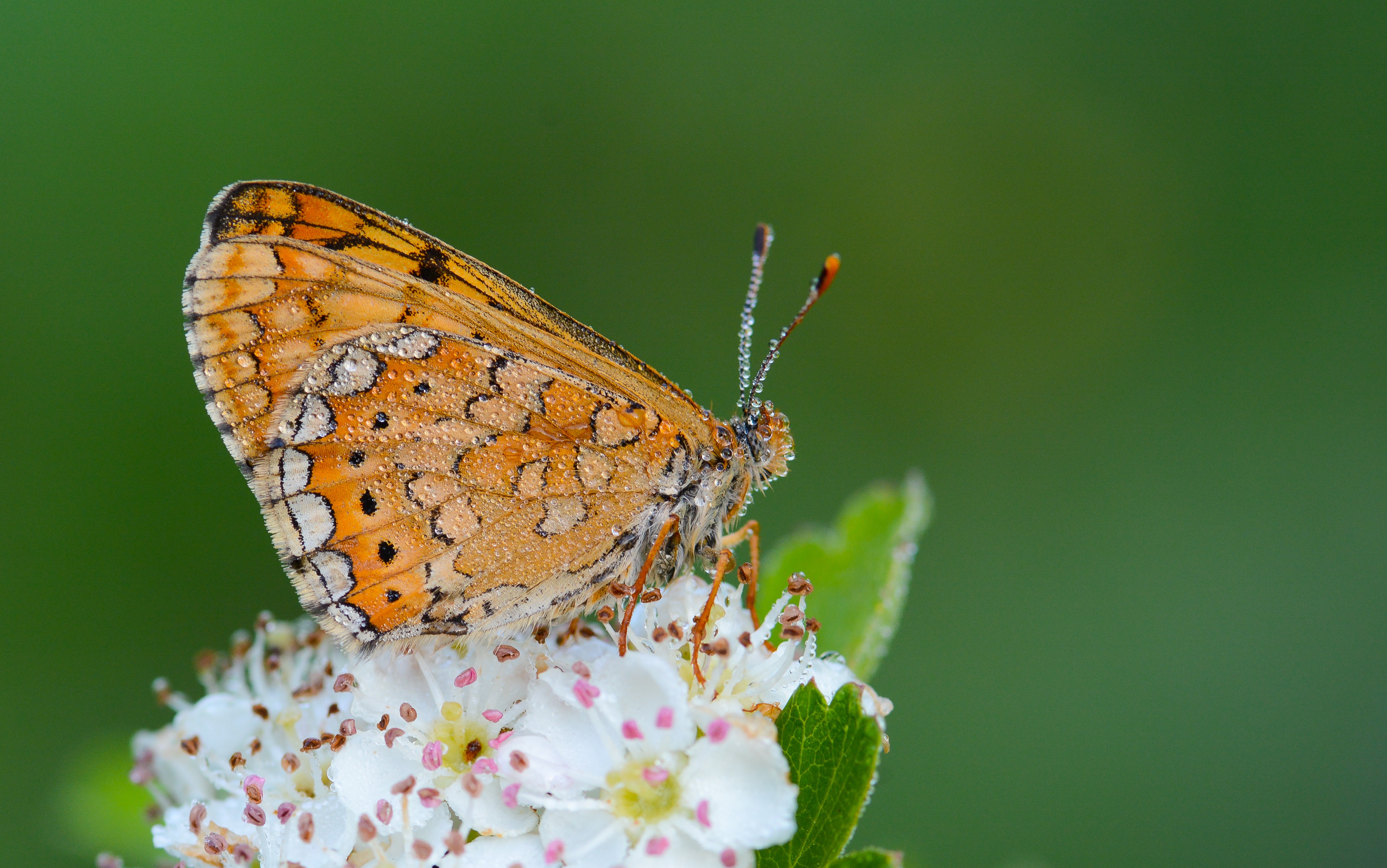 Euphydryas aurinia (Nazugum) butterfly photo