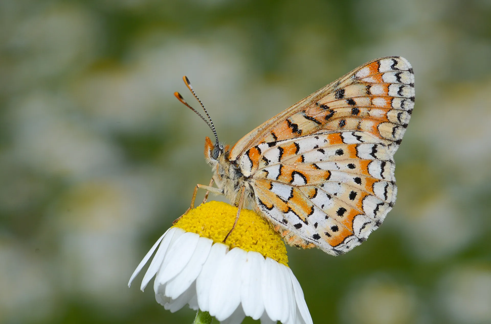 Euphydryas orientalis (Güzel Nazugum) butterfly photo