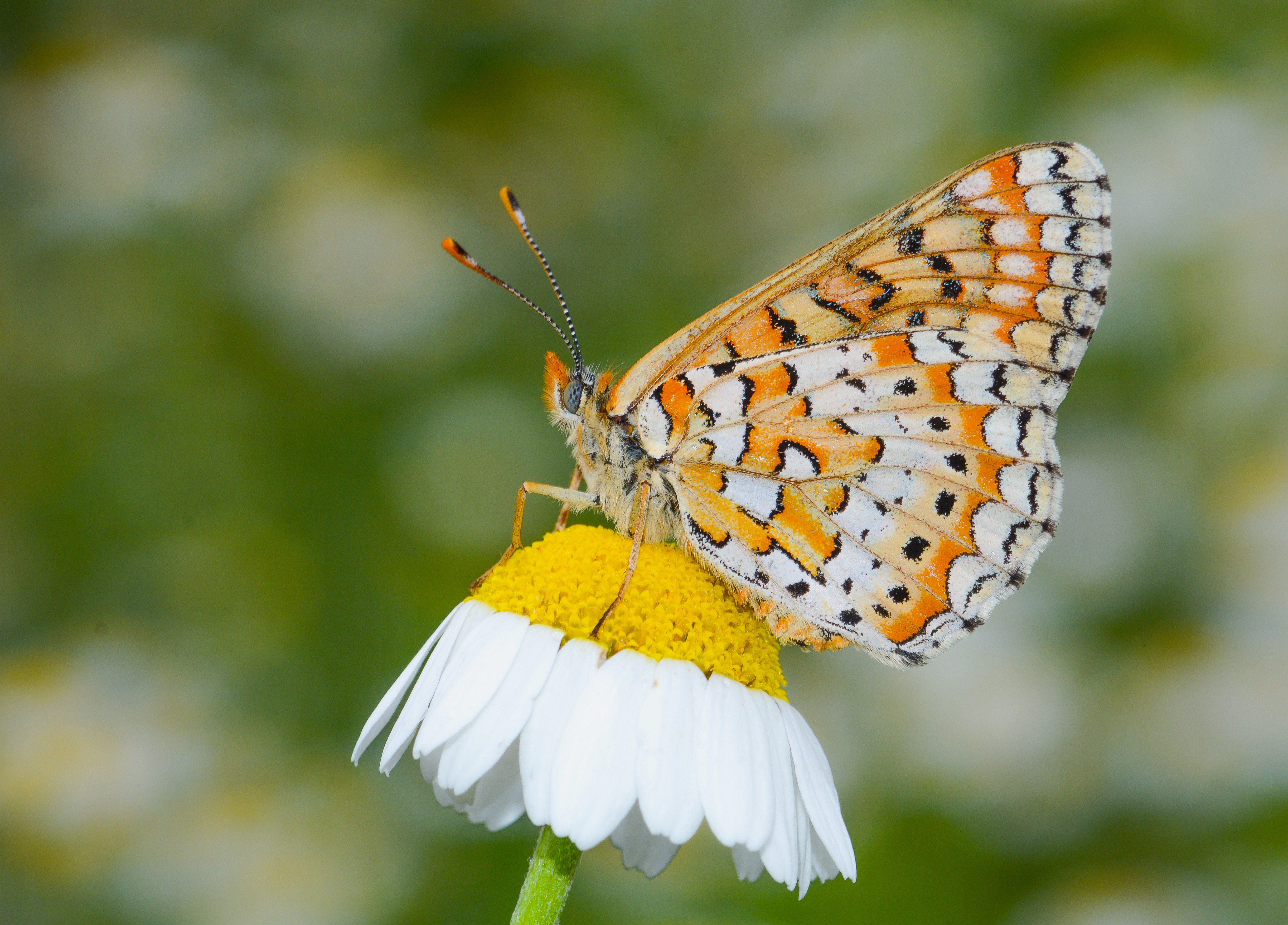 Euphydryas orientalis (Güzel Nazugum) butterfly photo