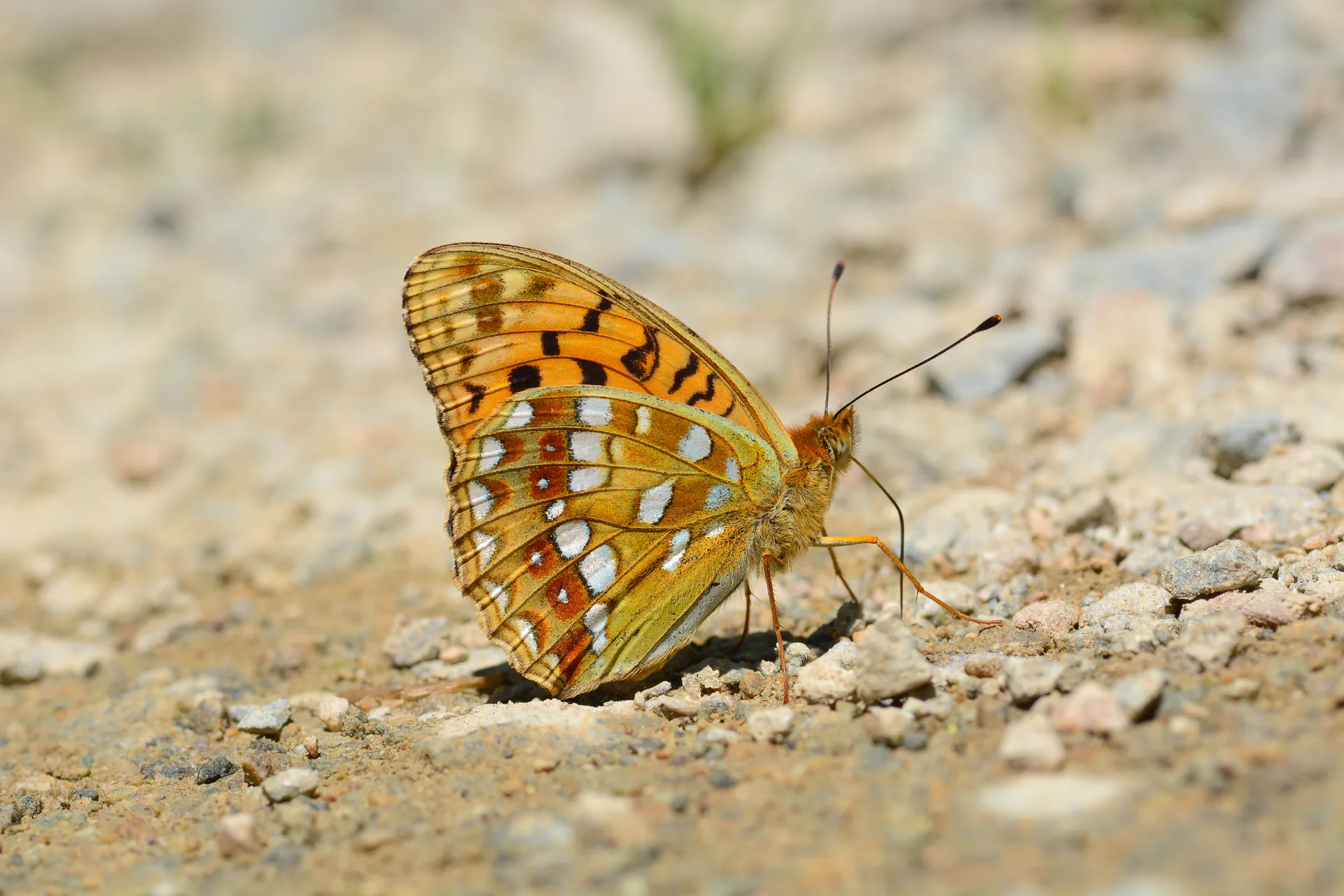 Fabriciana adippe (Büyükinci) butterfly photo