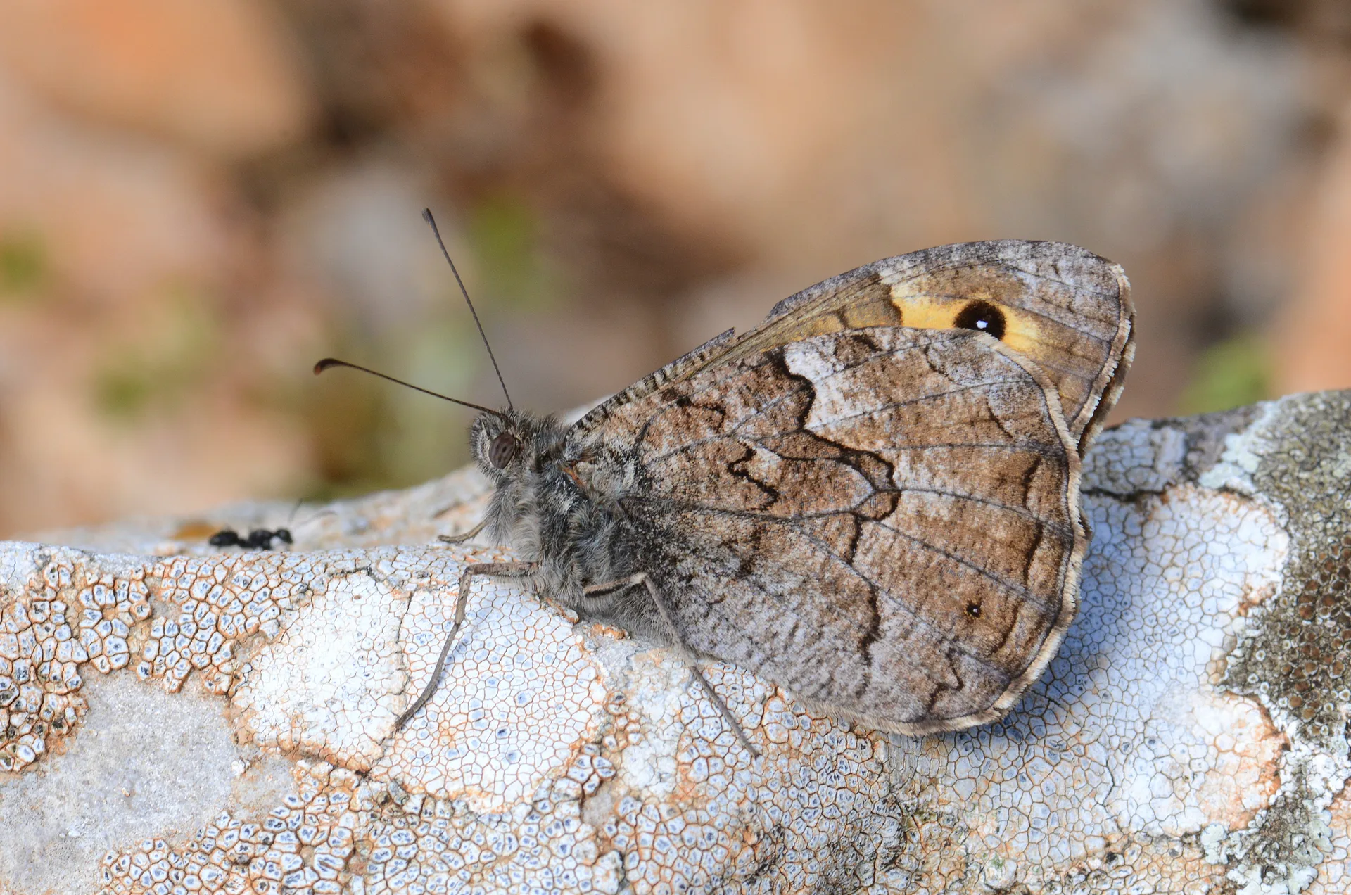 Hipparchia aristaeus (Güney Kızılmeleği) butterfly photo