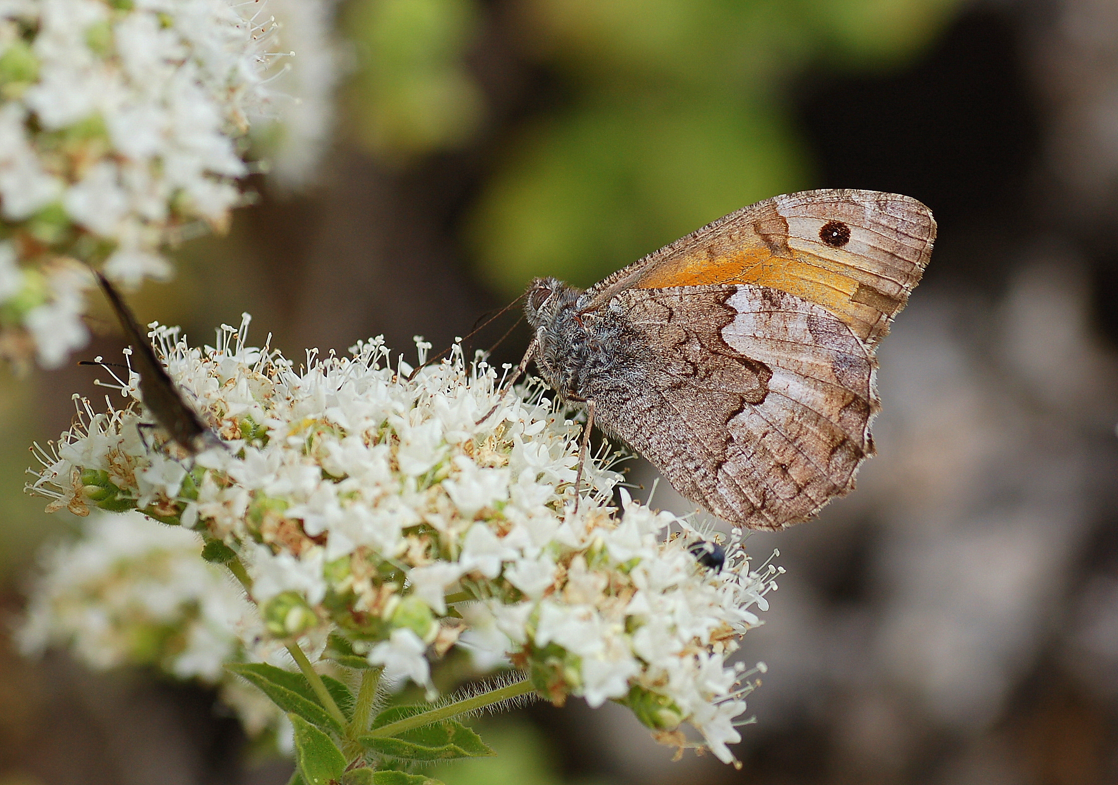 Hipparchia aristaeus (Güney Kızılmeleği) butterfly photo
