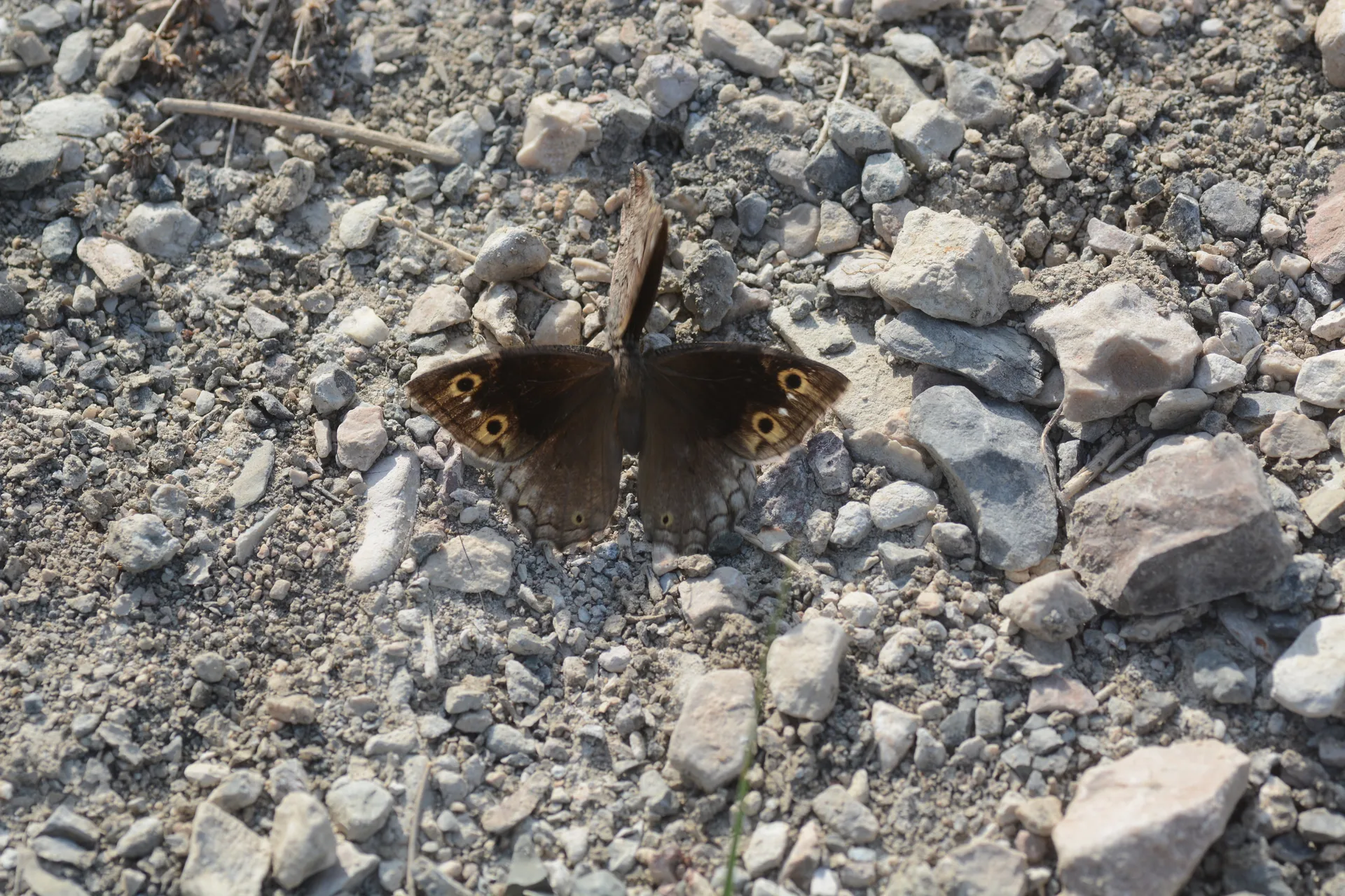 Hipparchia fatua (Anadolu KarameleÄŸi) butterfly photo