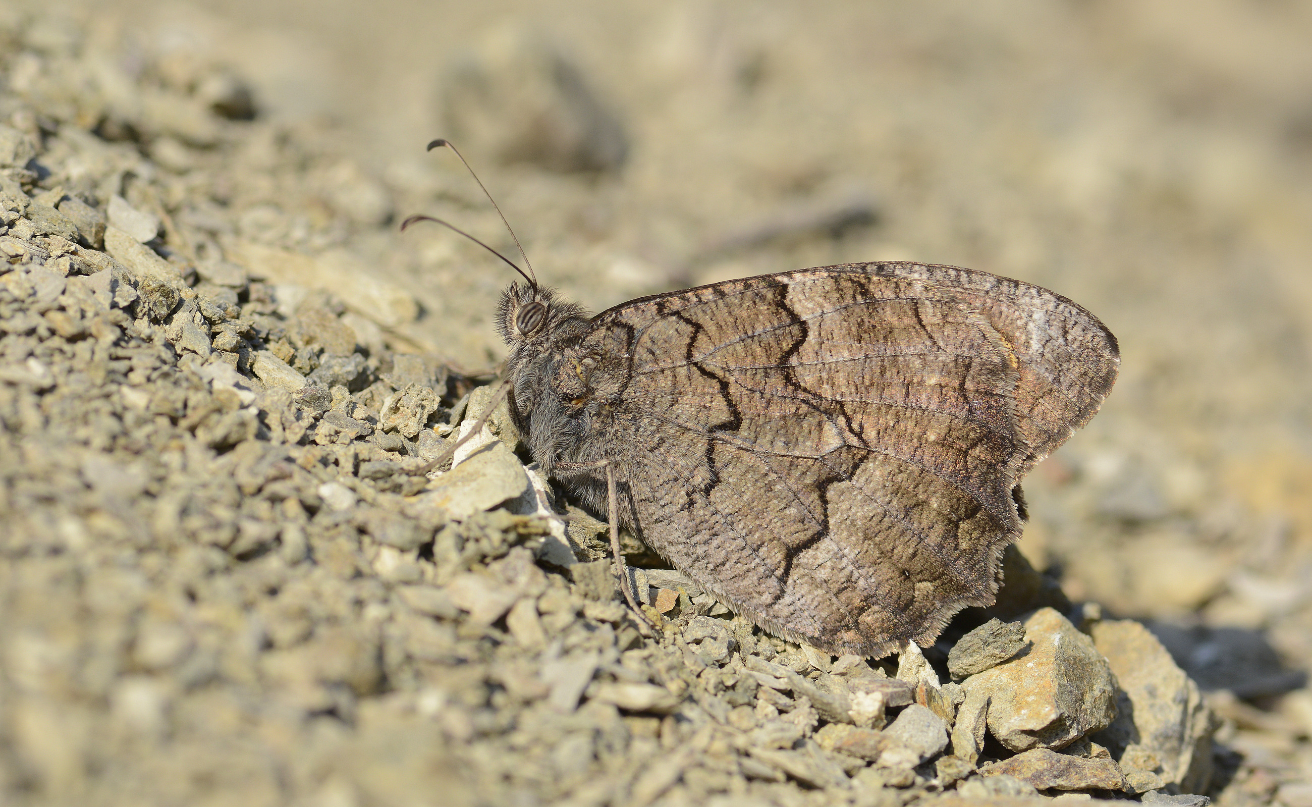 Hipparchia fatua (Anadolu Karameleği) butterfly photo, underwing view
