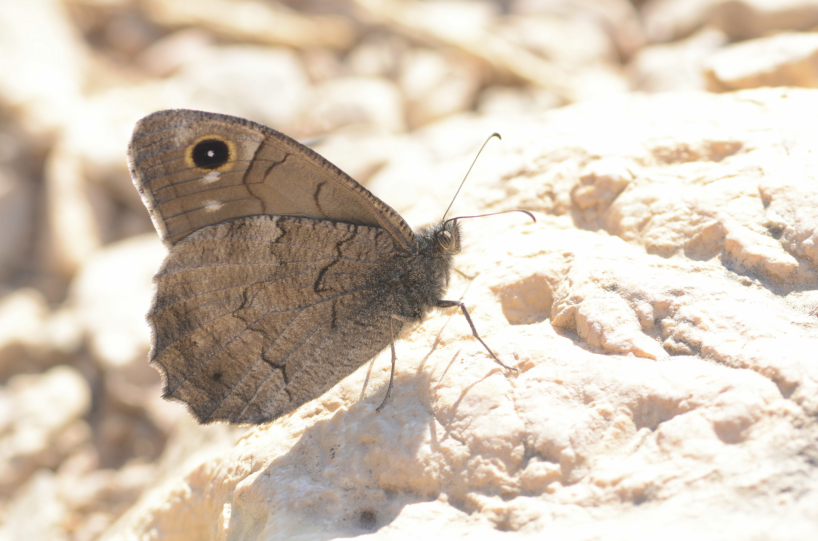 Hipparchia fatua (Anadolu Karameleği) butterfly photo