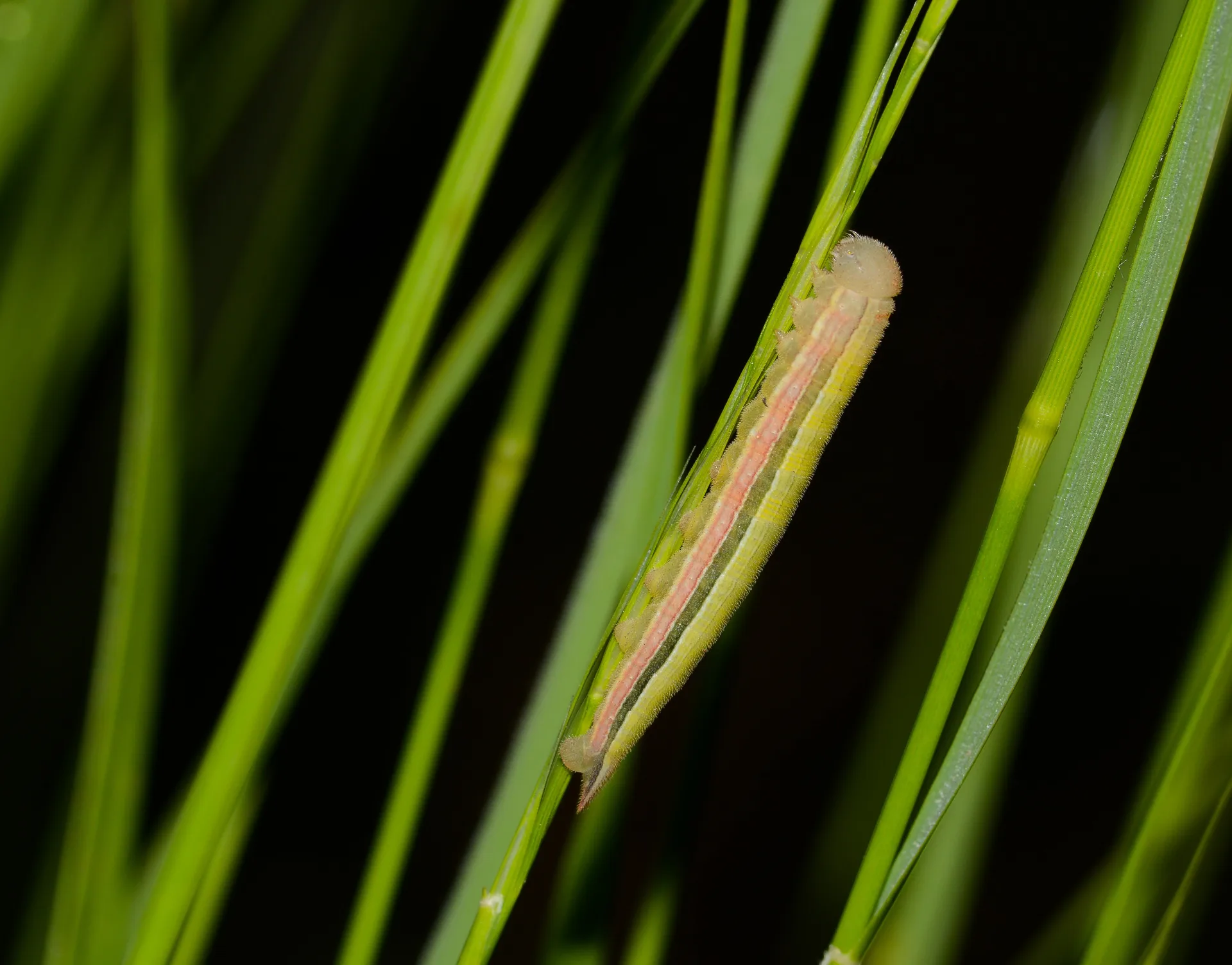 Hipparchia fatua (Anadolu KarameleÄŸi) butterfly photo