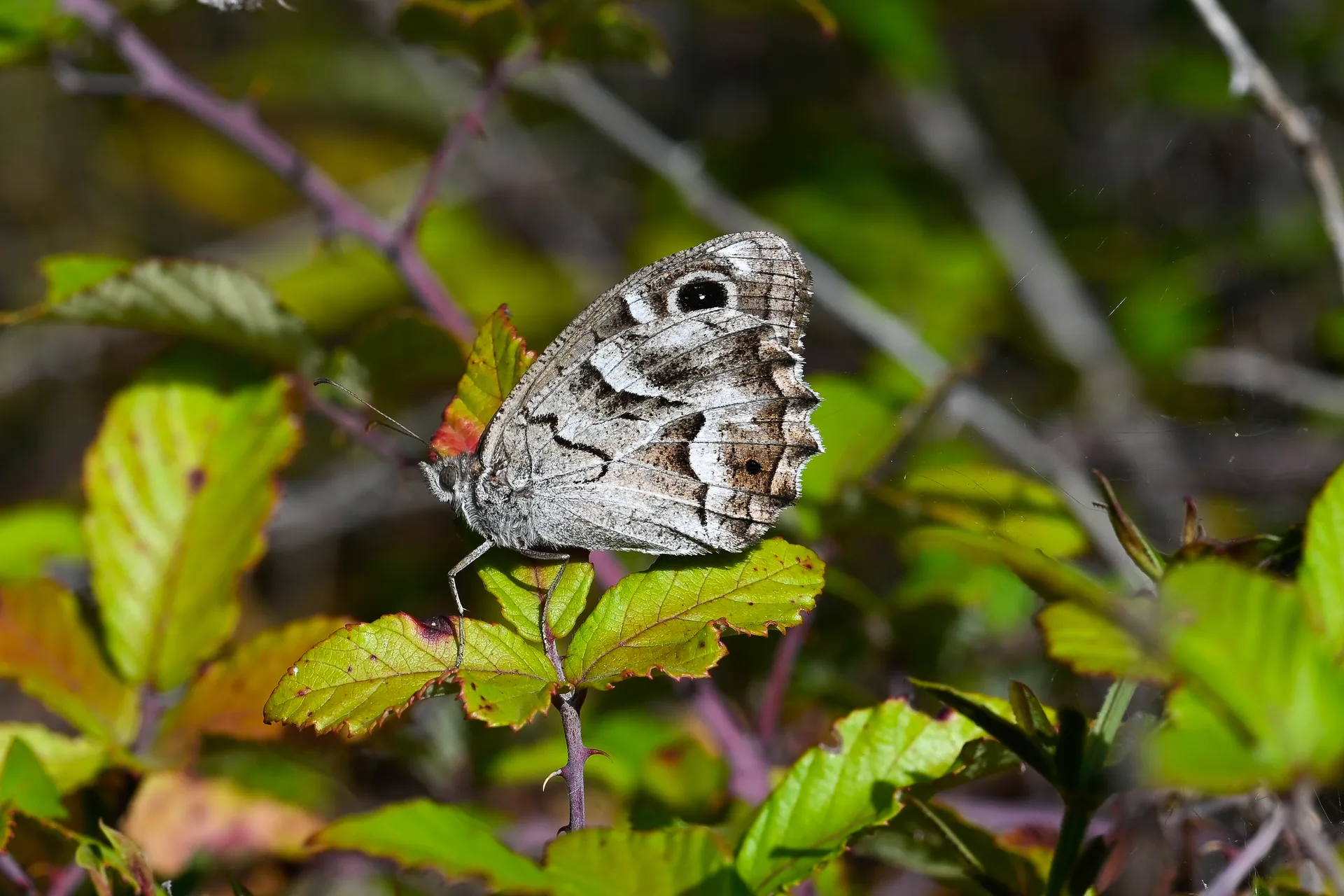Hipparchia fidia butterfly photo