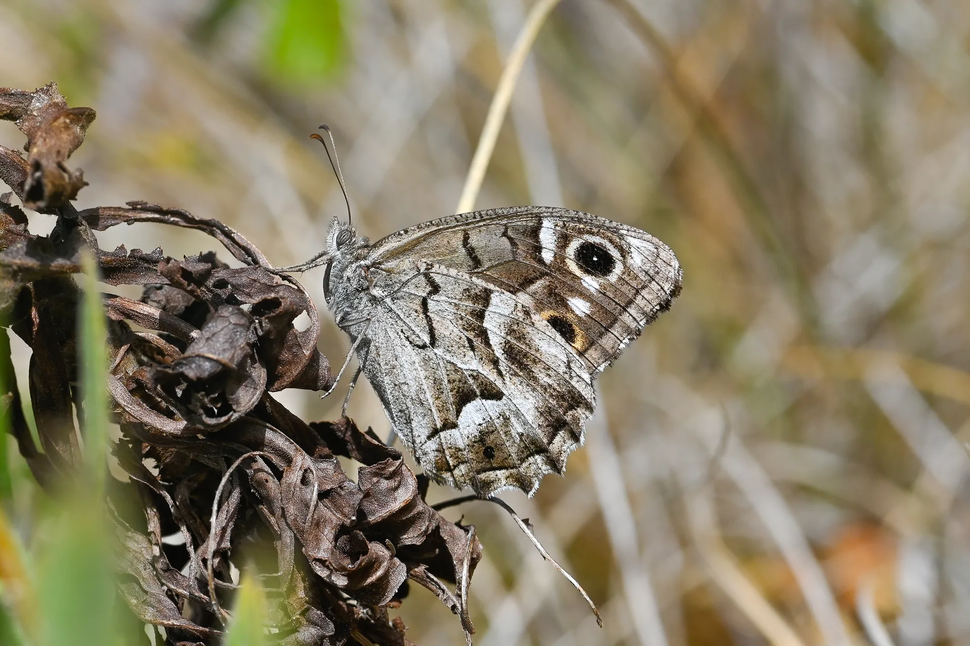 Hipparchia fidia butterfly photo